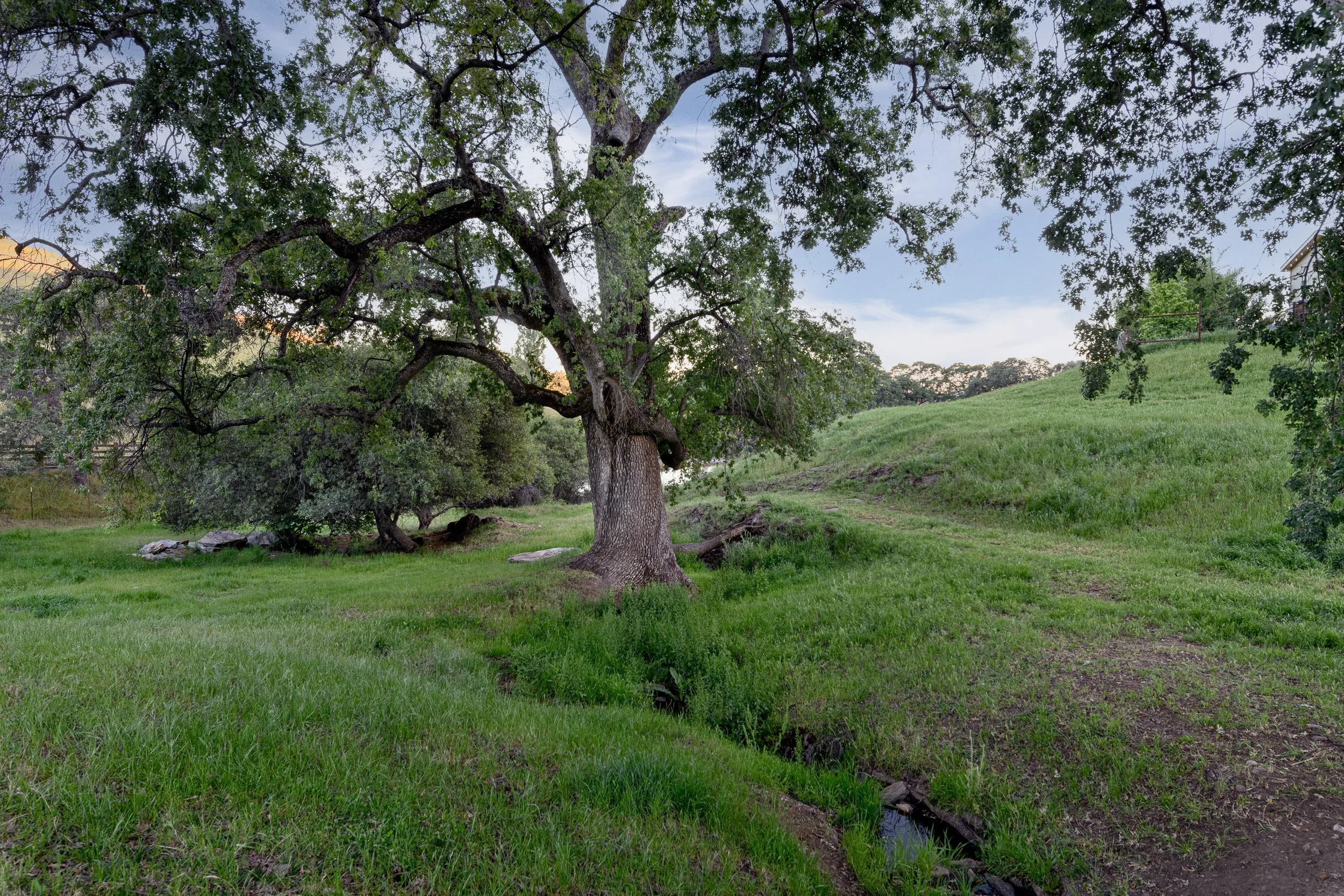 A large tree surrounded by green grass on a gentle hillside, with a small creek running nearby, and a house visible in the background under a cloudy sky.