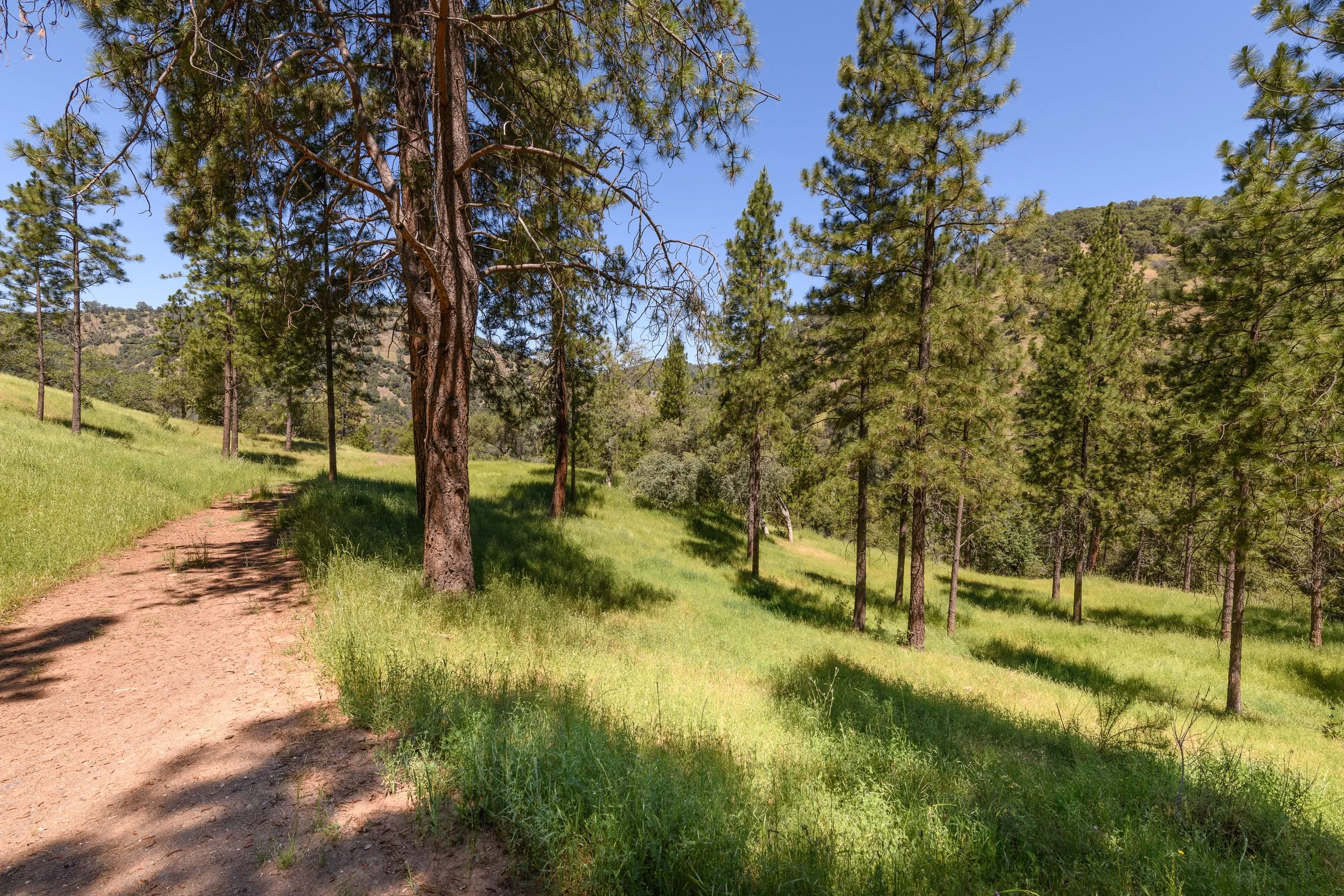 A dirt path winding through a lush green forested hillside under a bright blue sky with scattered clouds.