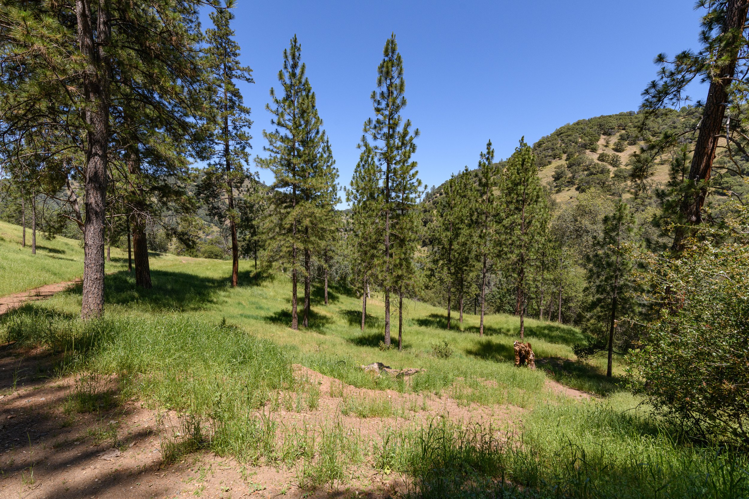 A scenic view of a forest with tall pine trees and a hillside in the background under a clear blue sky.