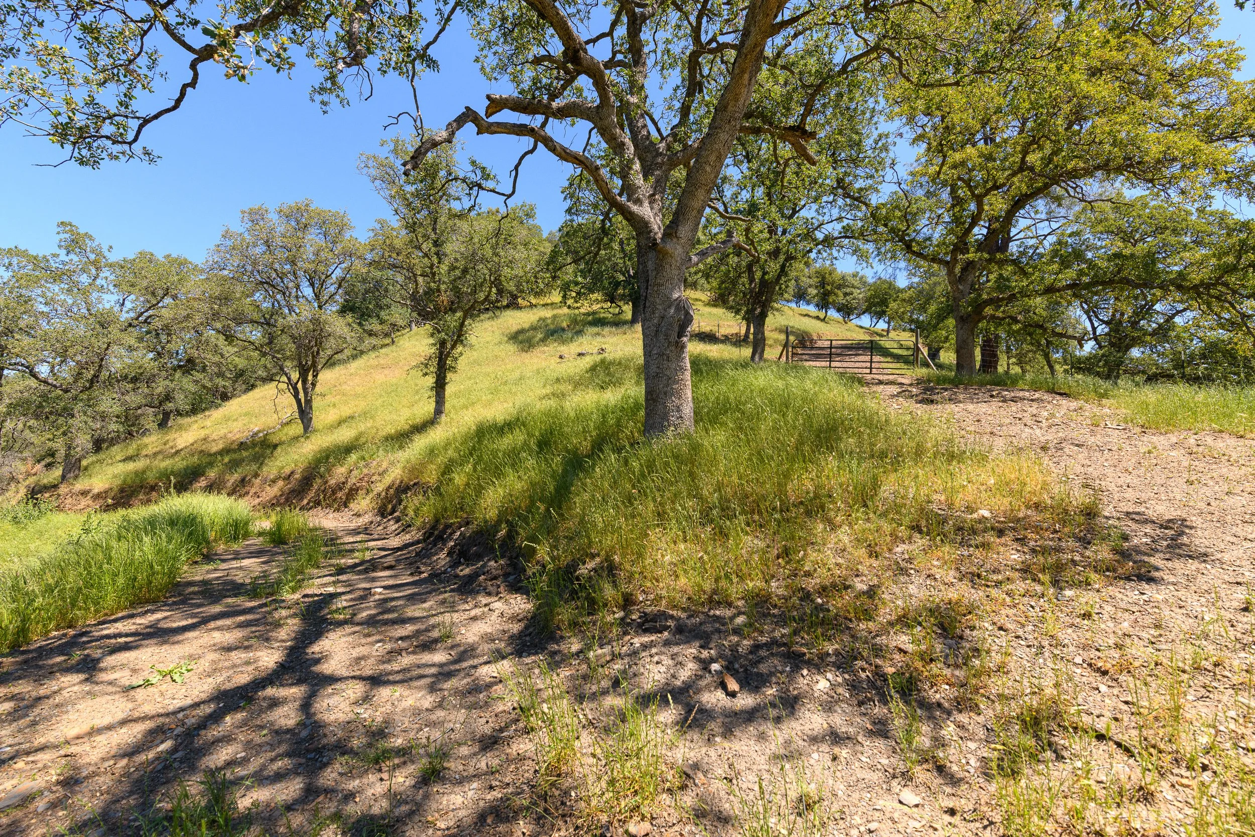 A dirt and grassy trail leading uphill through a landscape with tall, leafy trees on a sunny day with clear blue sky.