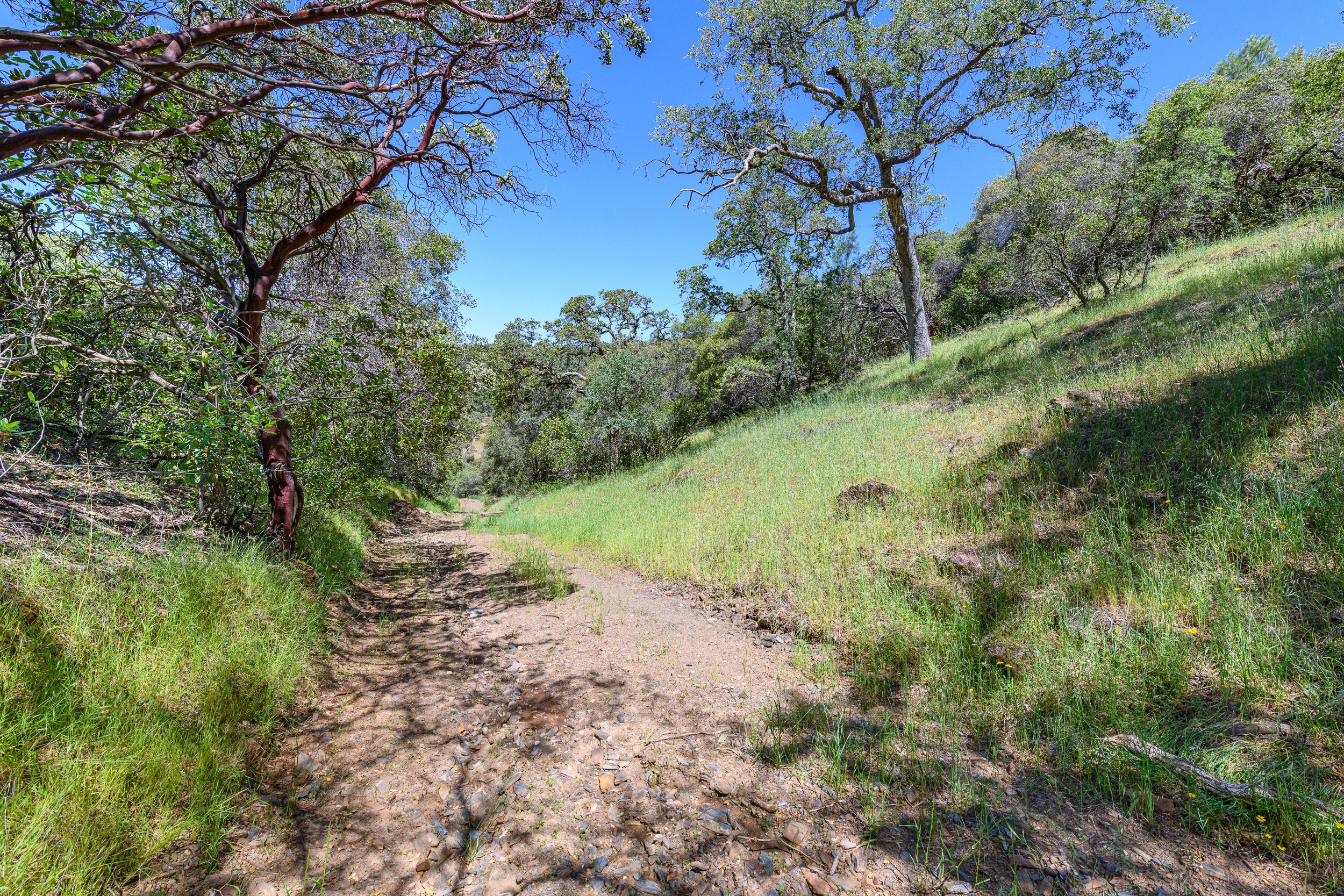 A narrow dirt trail winding through a grassy hillside, bordered by trees with green and purple leaves under a clear blue sky.