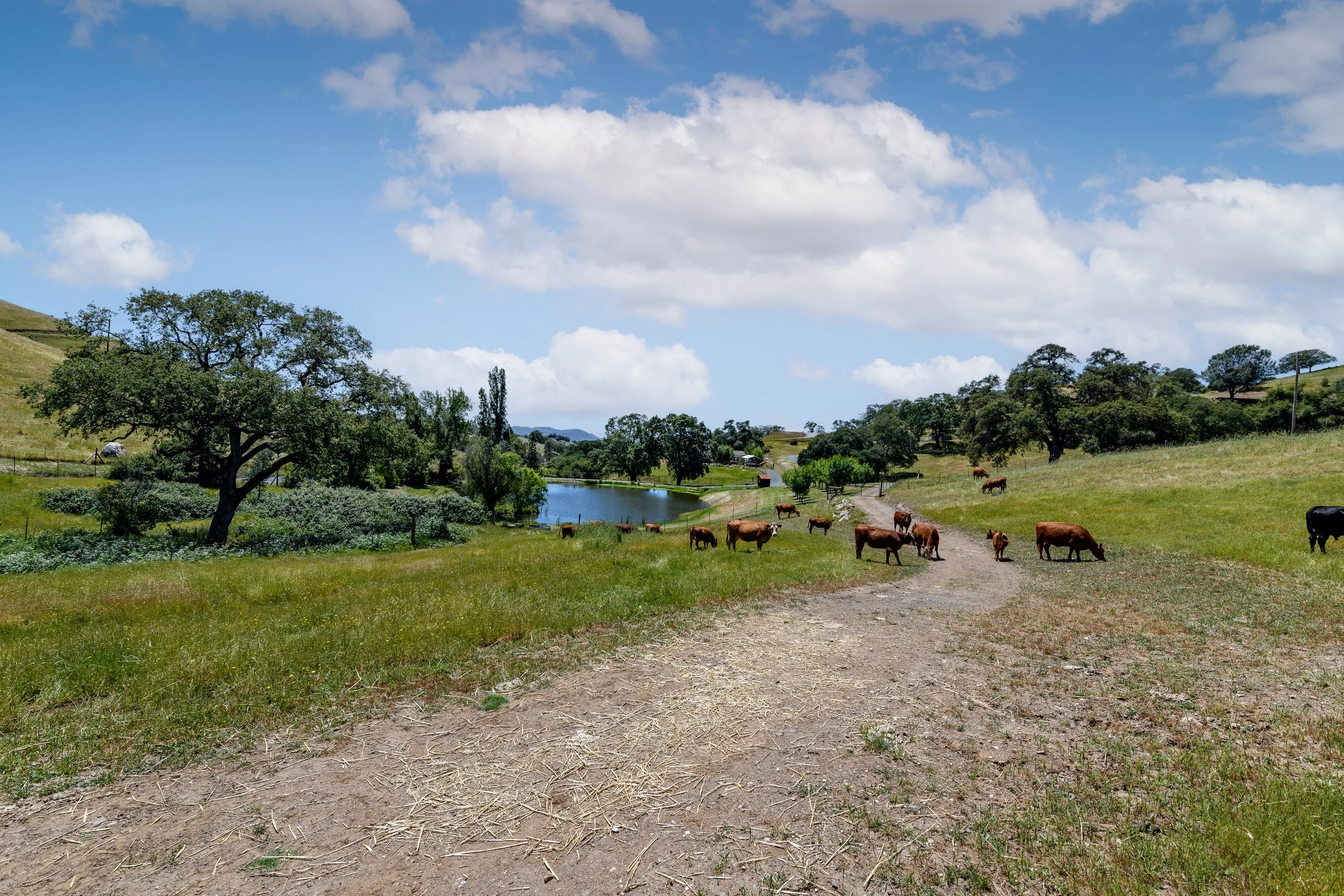 Working cattle ranch landscape with pond at Airola Ranch in Vallecito California