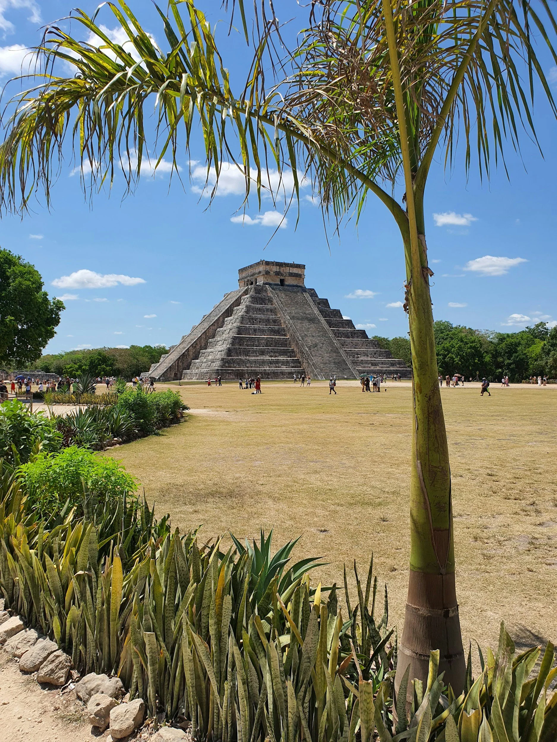 Pirámide Maya en medio de la vegetación y un árbol de palmera en primer plano, con un cielo azul y nubes.