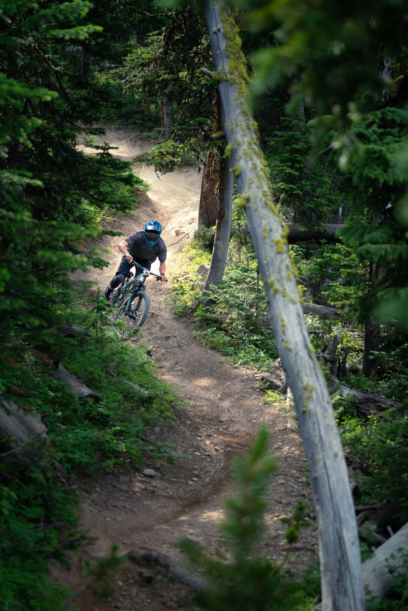 A mountain biker riding downhill on a dirt trail through a dense forest with tall trees and green foliage.