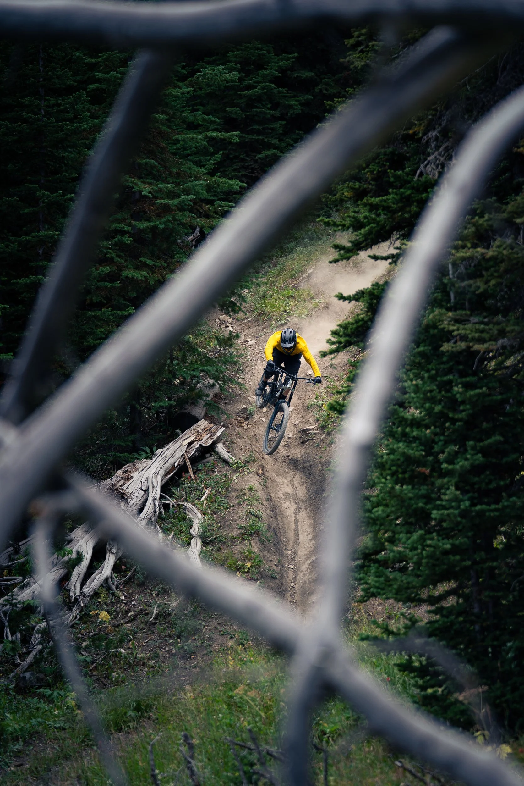 A mountain biker wearing a yellow jersey and black helmet riding on a dirt trail through a dense green forest, viewed through some dead tree branches.