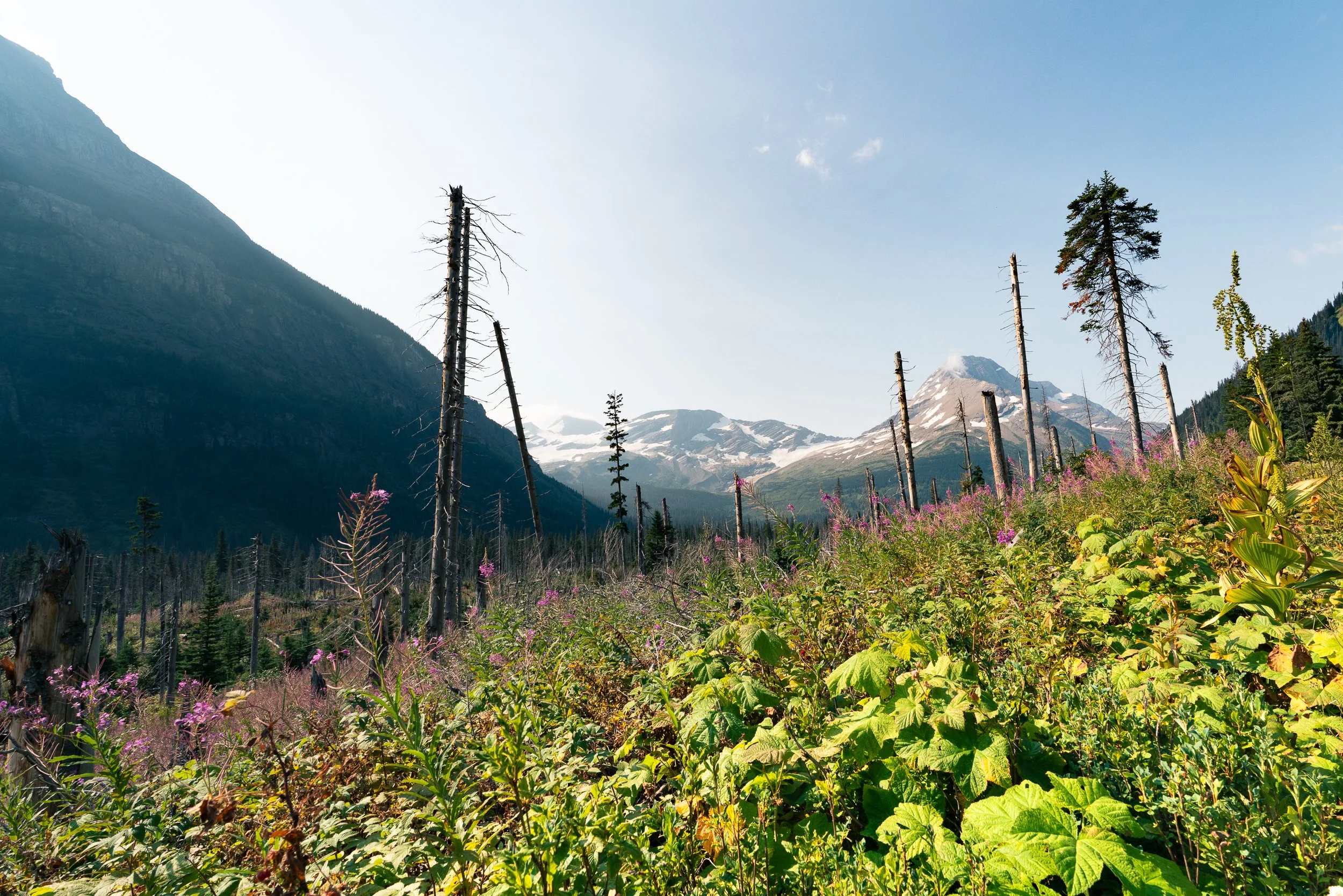 Mountain landscape with snow-capped peaks, tall trees, and green foliage in foreground.