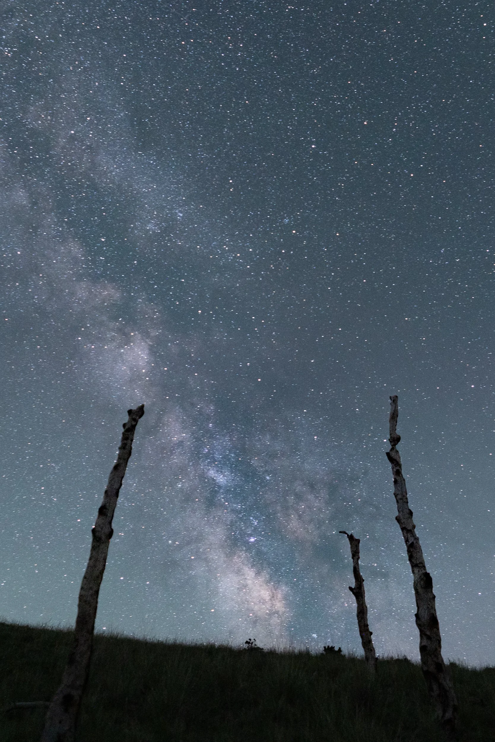 Night sky filled with stars and the Milky Way galaxy, with three leafless trees in the foreground.