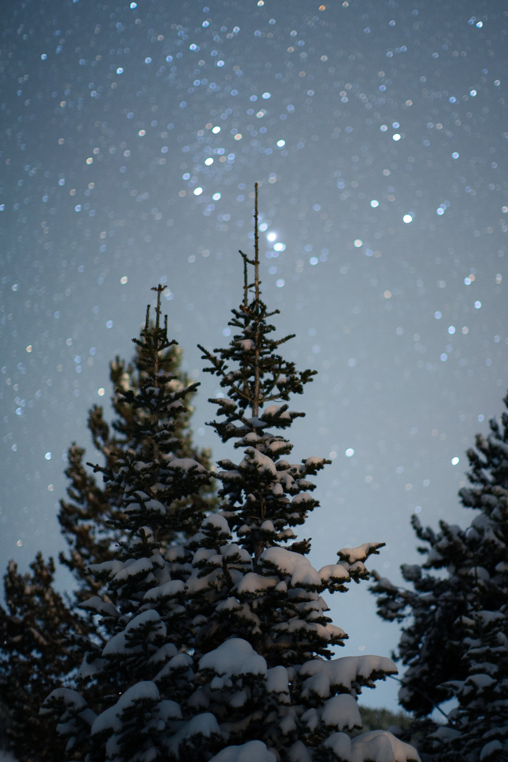 Snow-covered pine trees with a starry night sky in the background.