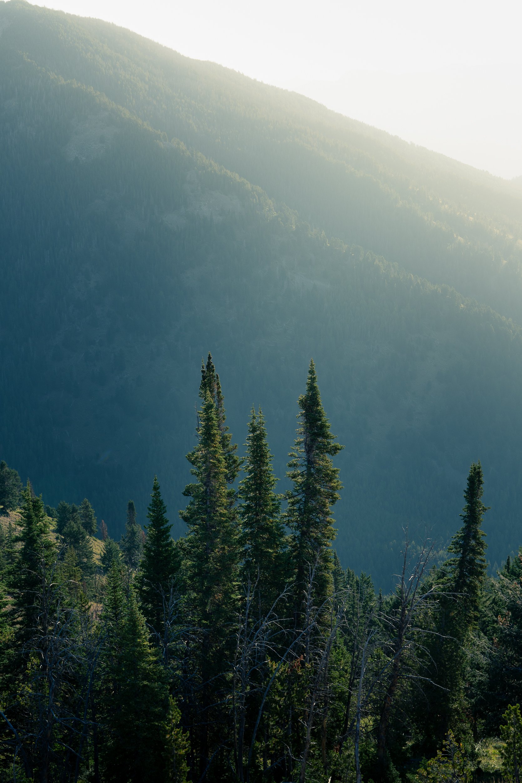 Forest of evergreen trees with mountain slopes in the background, bathed in sunlight.
