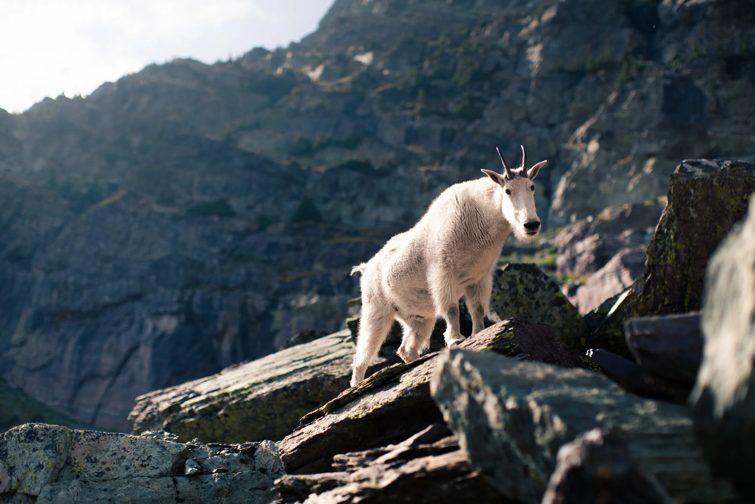 A mountain goat standing on rocks in a mountainous landscape with steep cliffs and sparse vegetation.