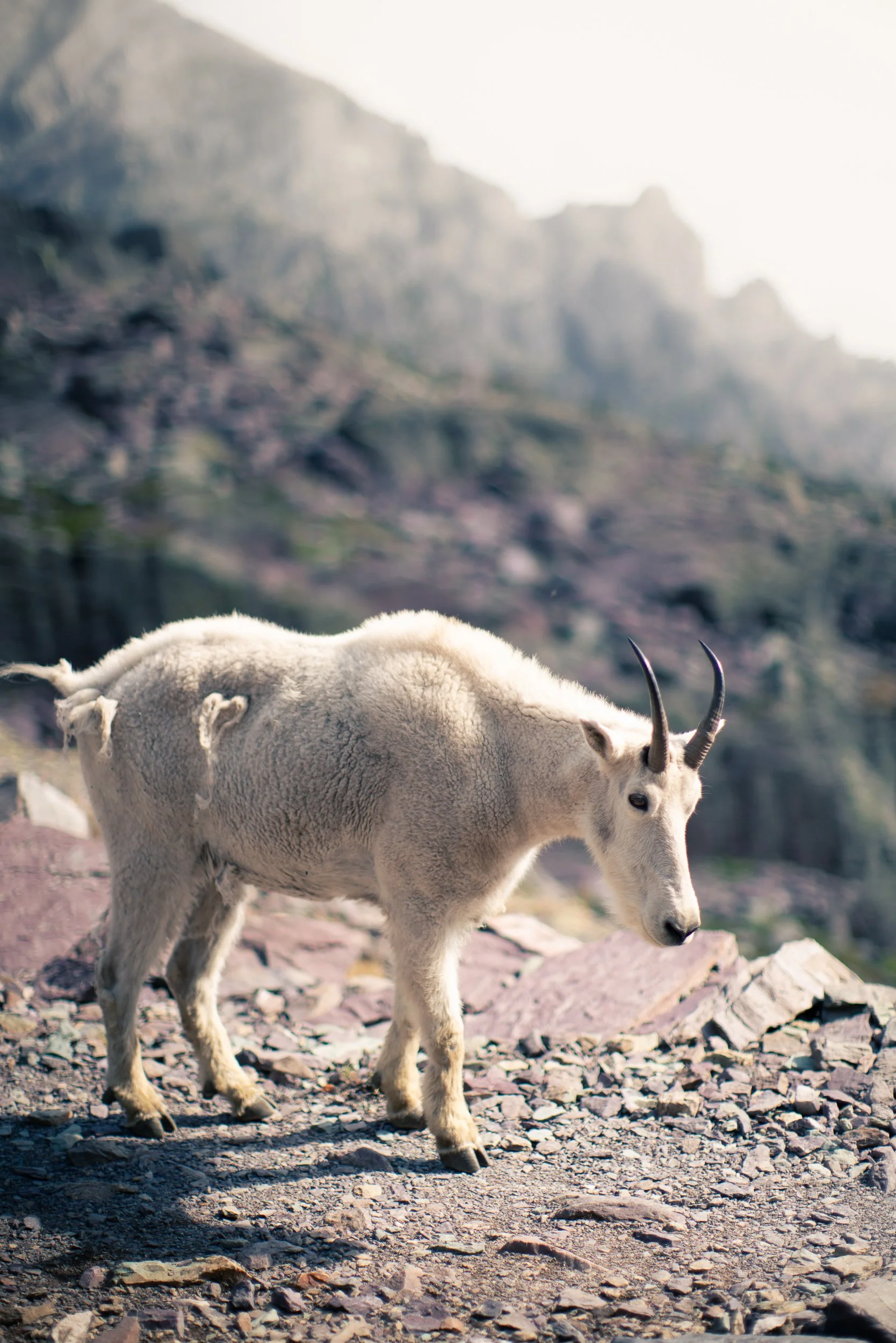 A mountain goat standing on rocky terrain.