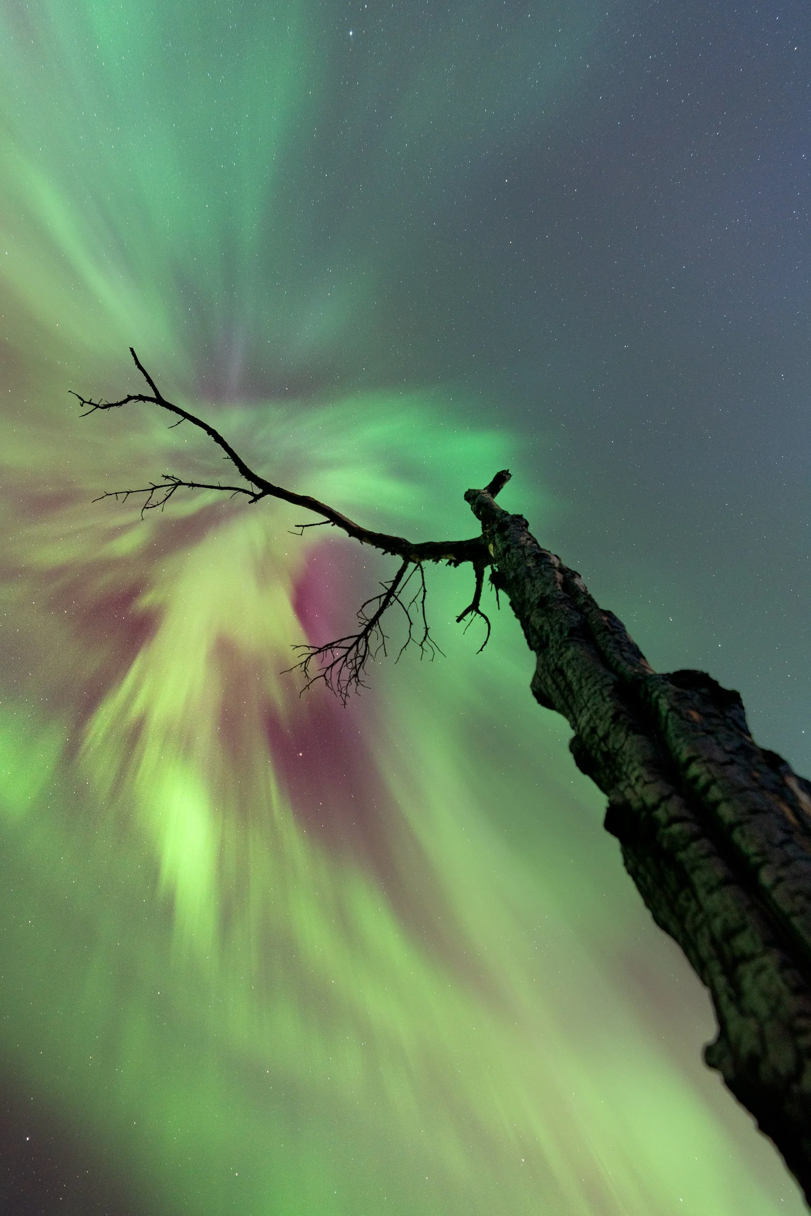 Northern lights in green, pink, and purple hues in the night sky with a tall, bare, twisted tree in the foreground.