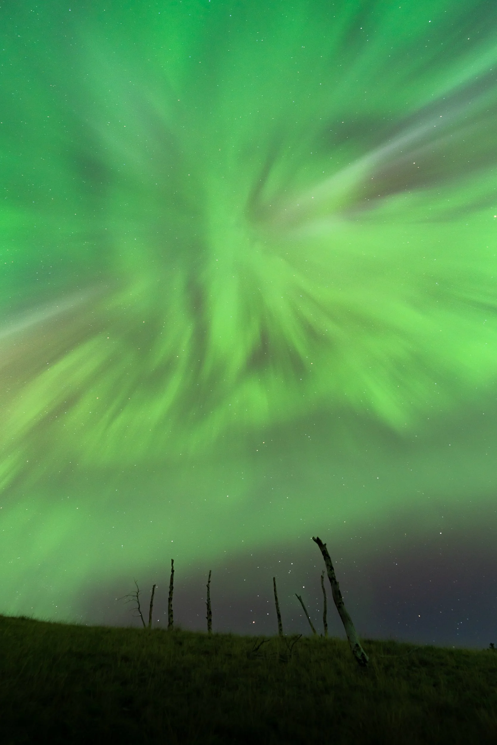 Night sky illuminated by green northern lights, with stars visible, silhouetted barren trees and grass in the foreground.