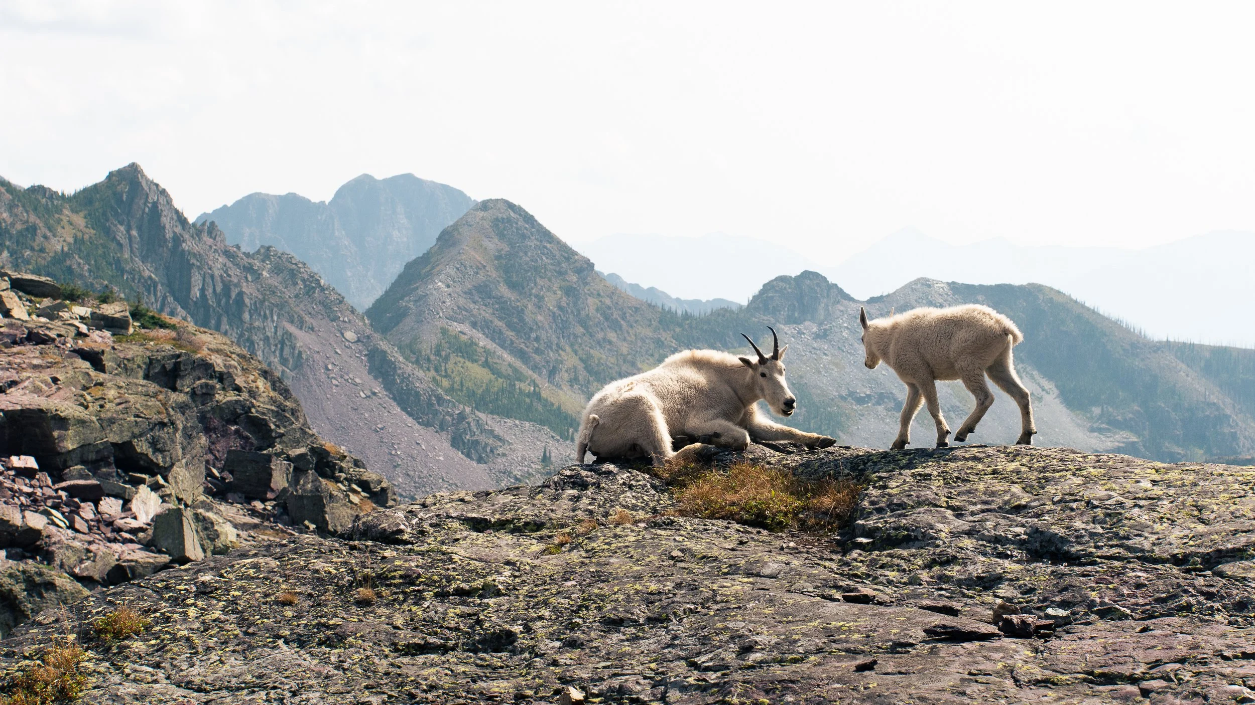 A mountain landscape with rugged terrain and two mountain goats, one lying down and the other walking, in a high-altitude setting.