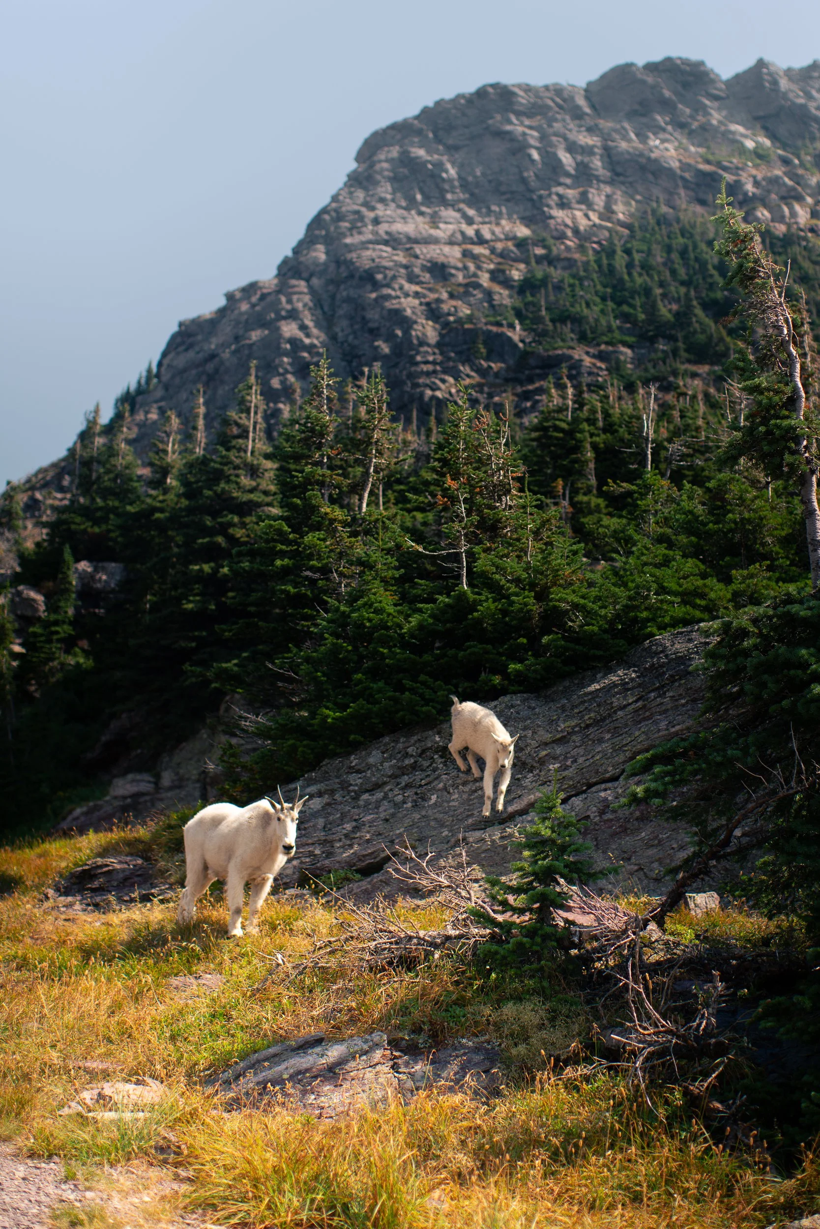 Mountains with dense pine trees, two mountain goats on rocky terrain, and a grassy foreground under a clear sky.