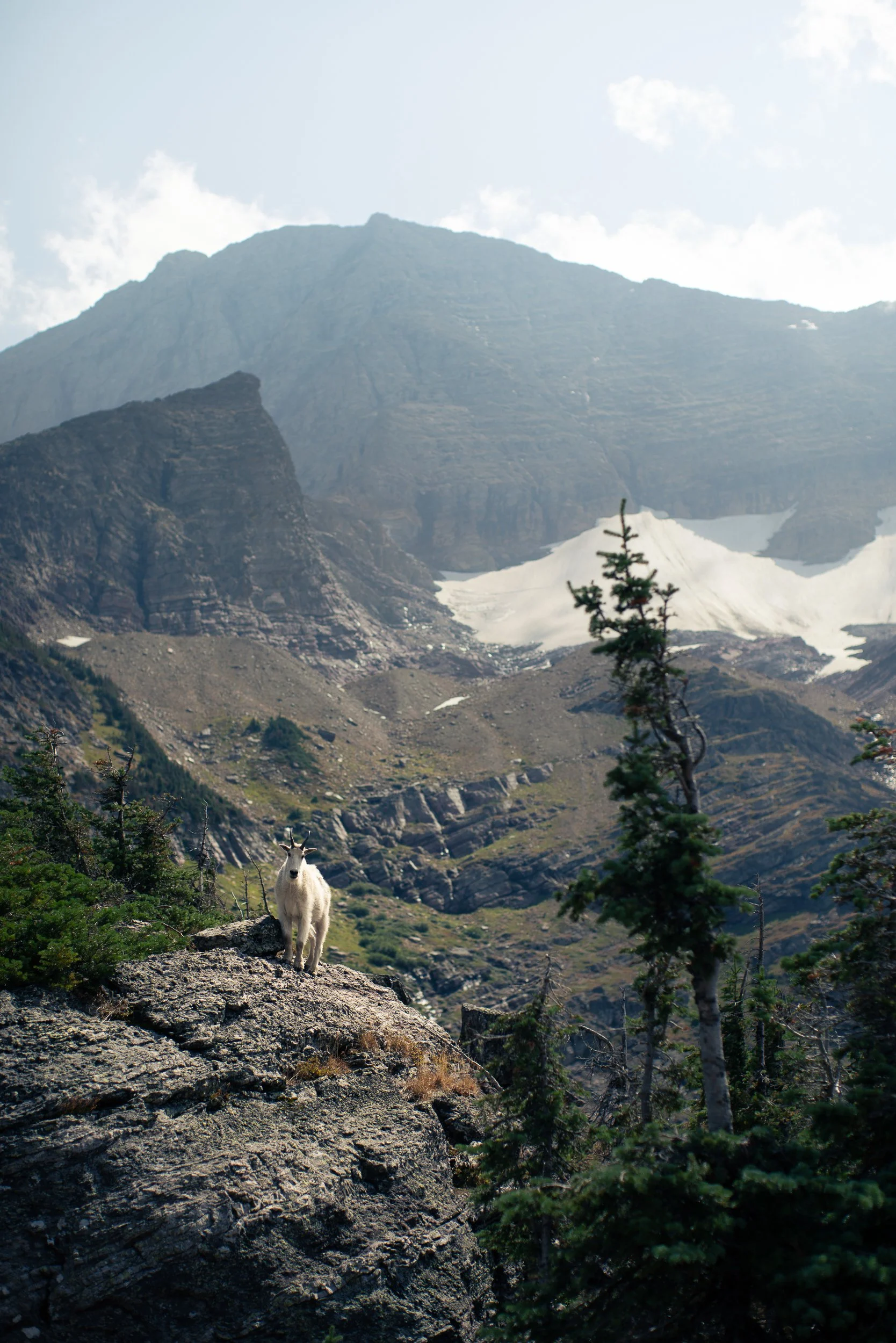 A mountain landscape with rocky terrain, trees, snow patches, and a mountain goat standing on a rock.