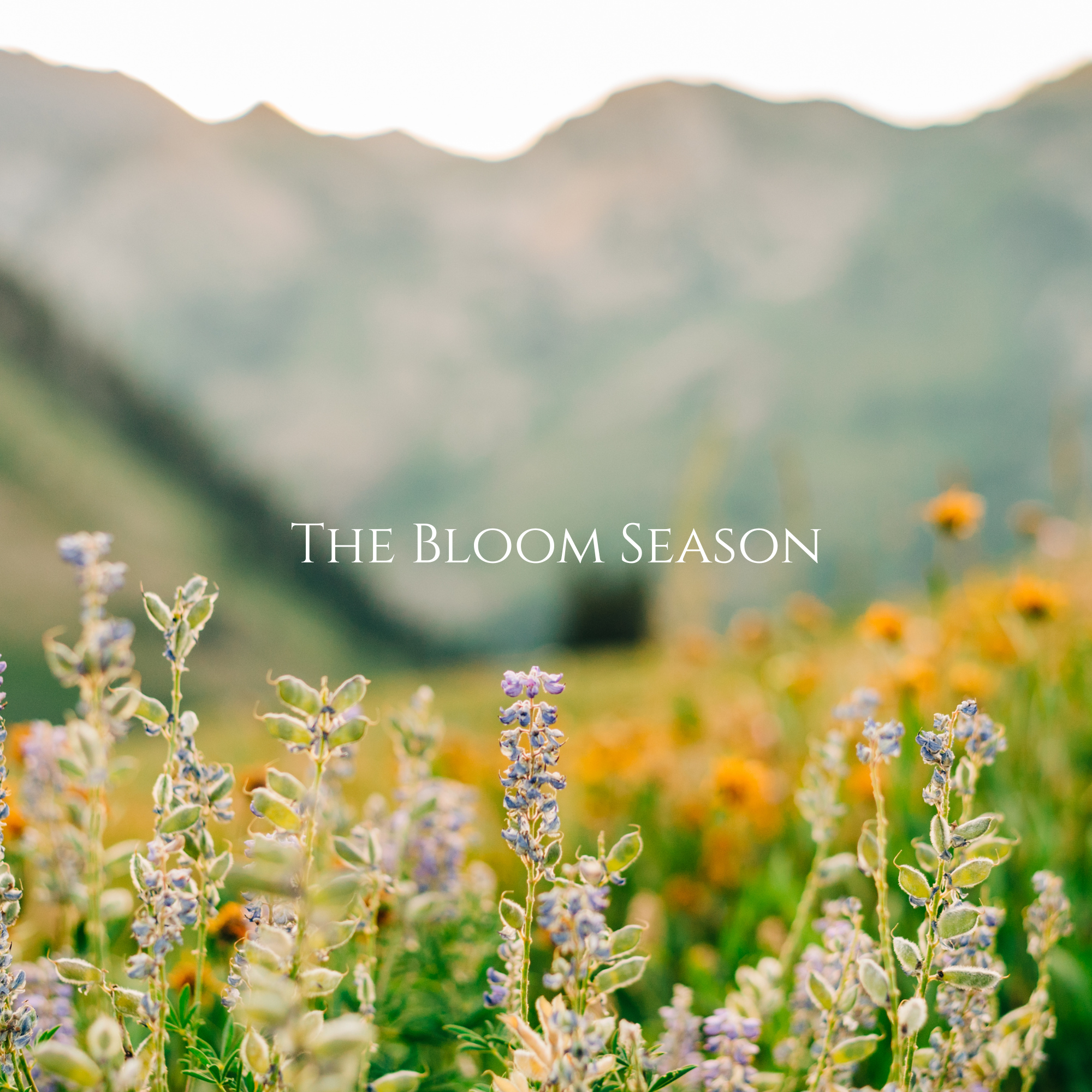 The Bloom Season