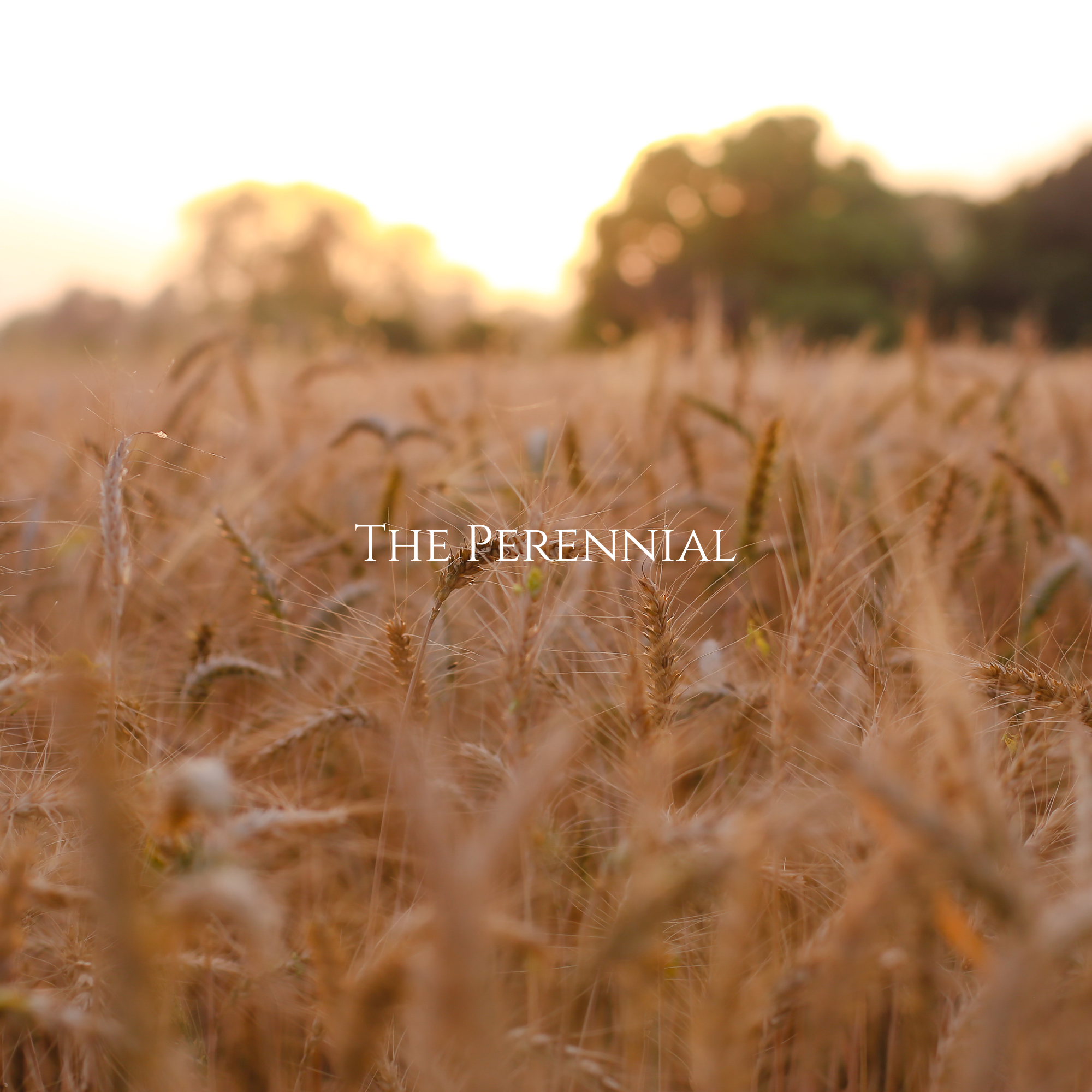 The Perennial