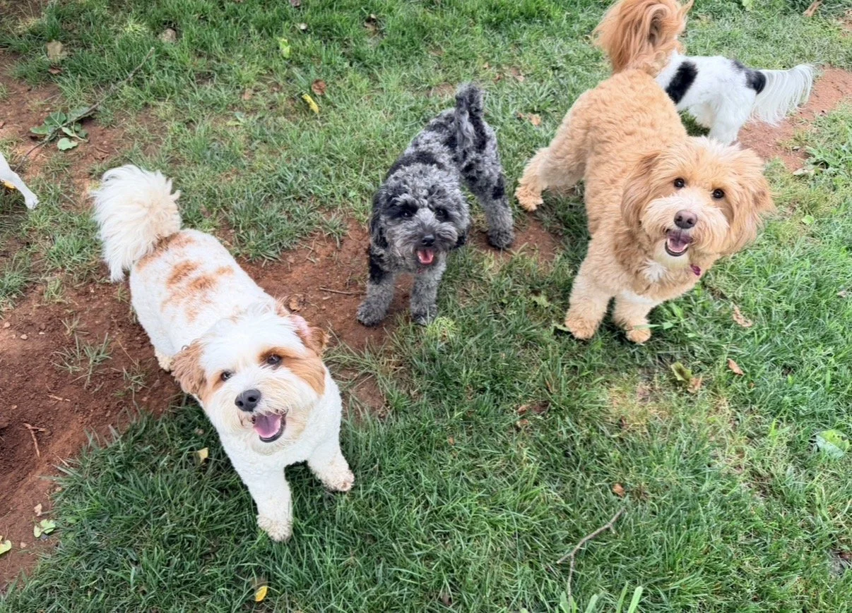 wilson, dottie & virginia.jpeg