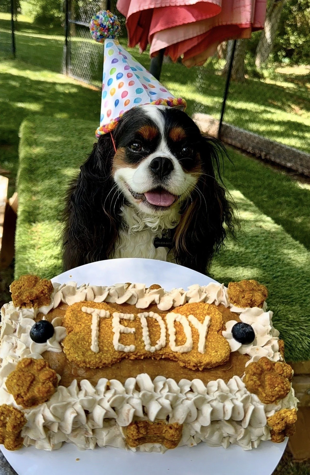 teddy bday.jpeg