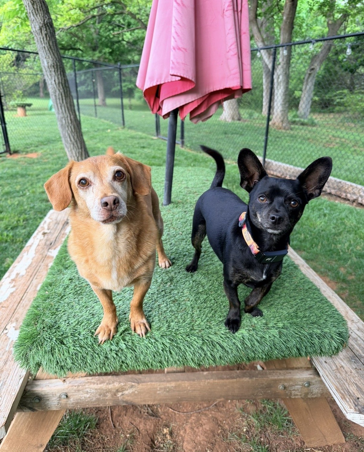 buddy & winston.jpeg