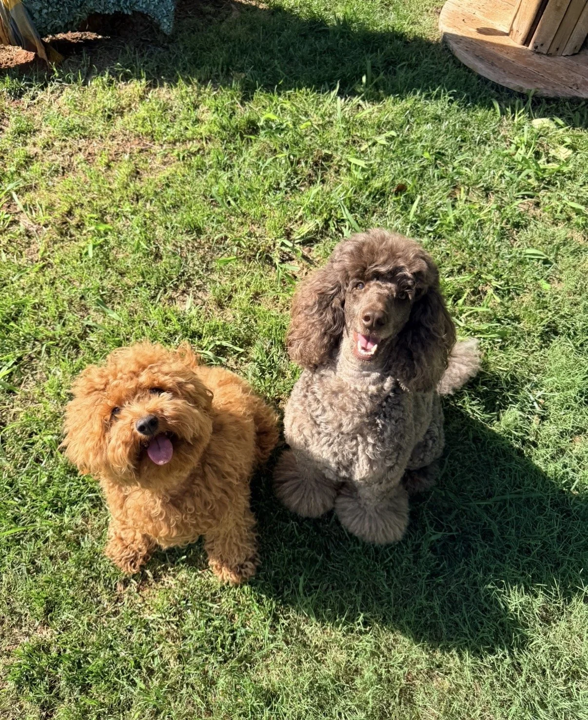 rosie & leo.jpeg