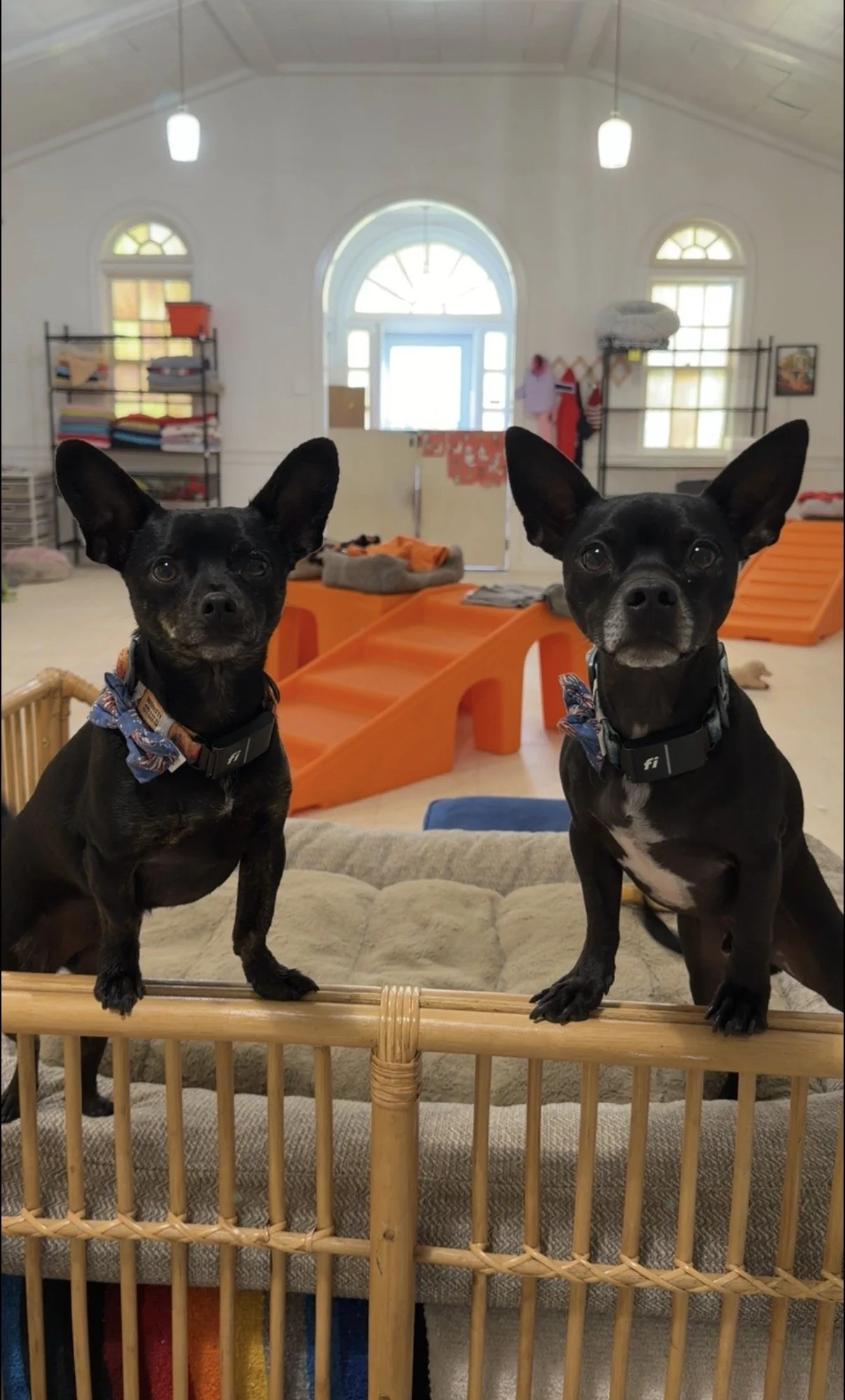 winston & ziggy.jpeg