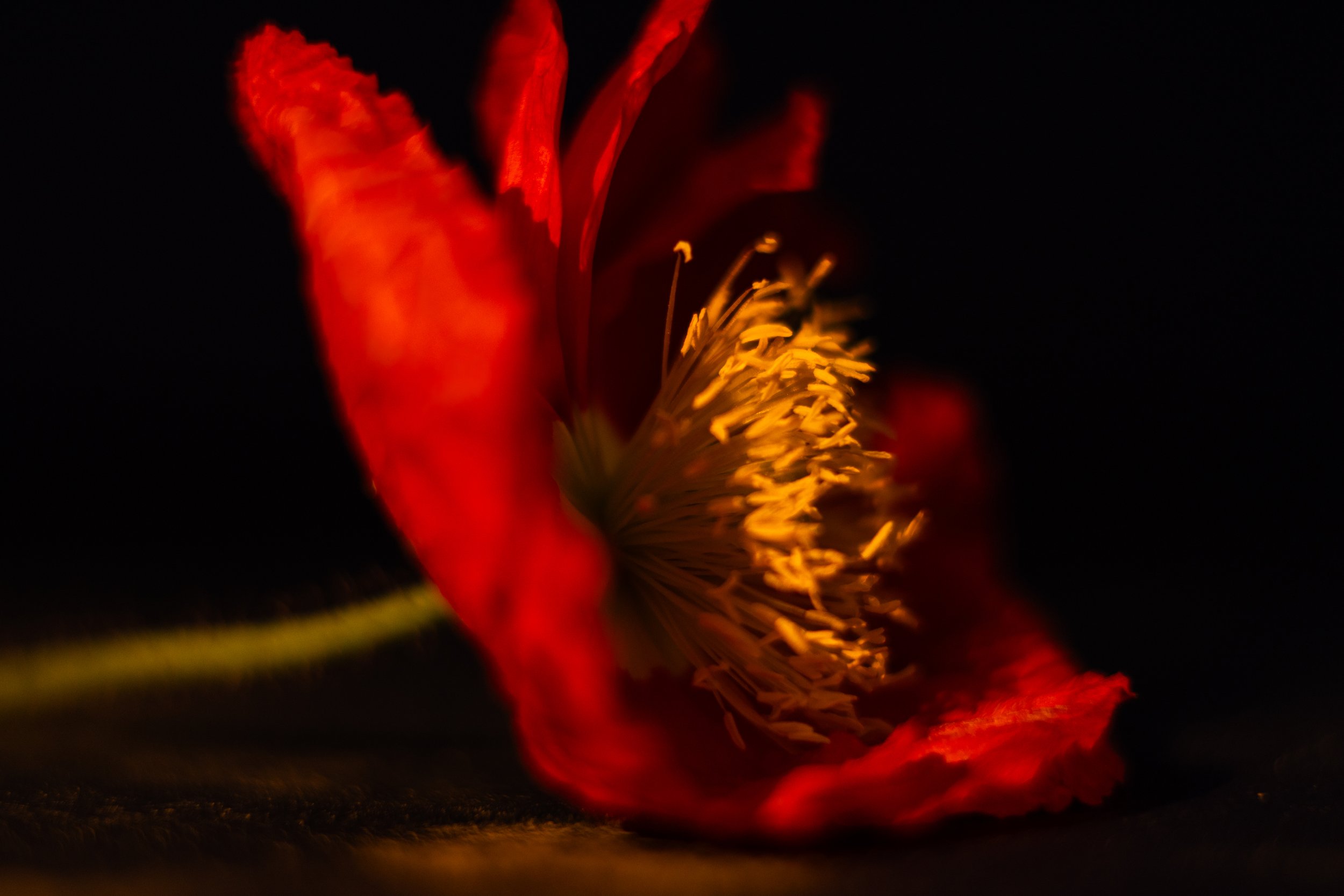 Fleur Blur - Red&Yellow -  A4 Print