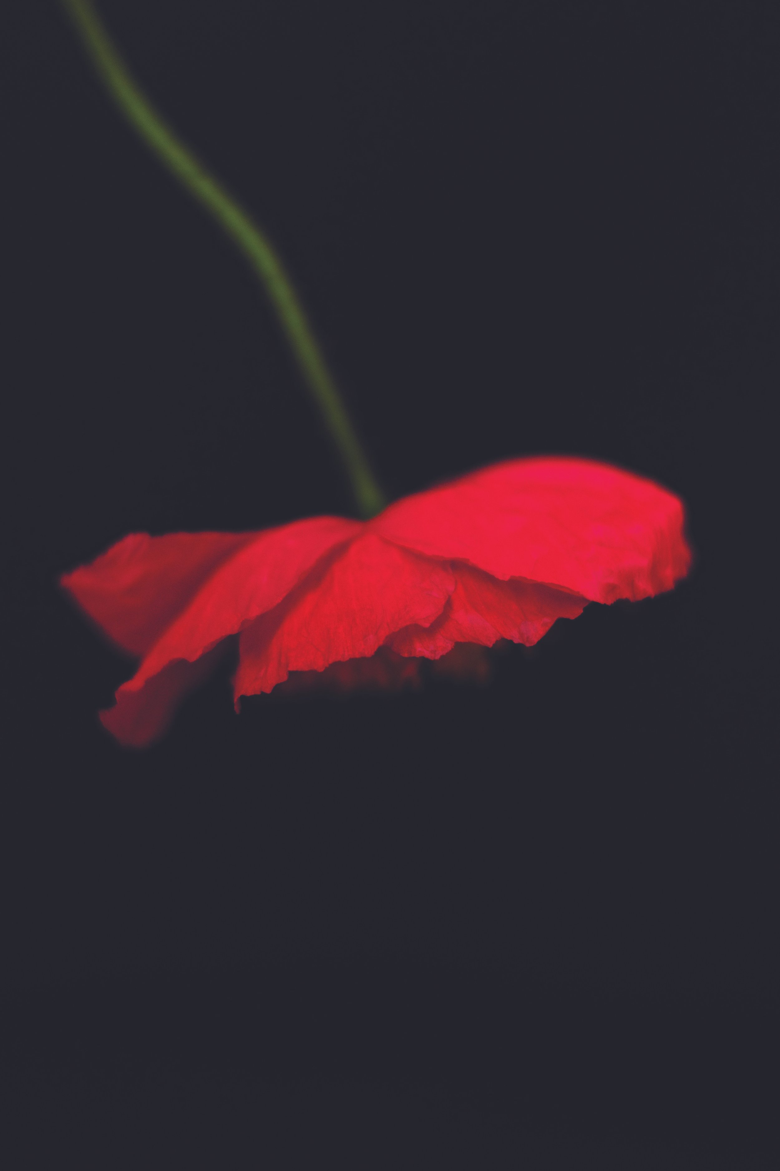 Fleur Blur - 
