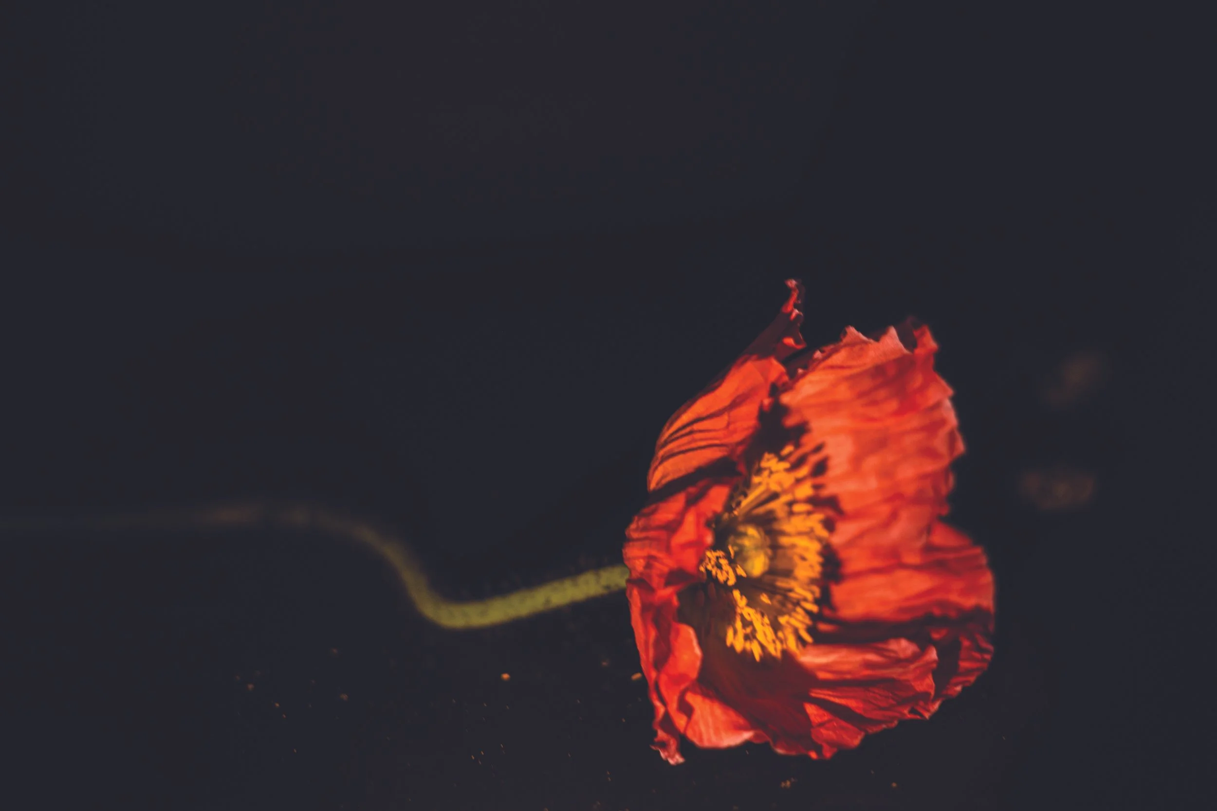 Fleur Blur Orange. A5 Print