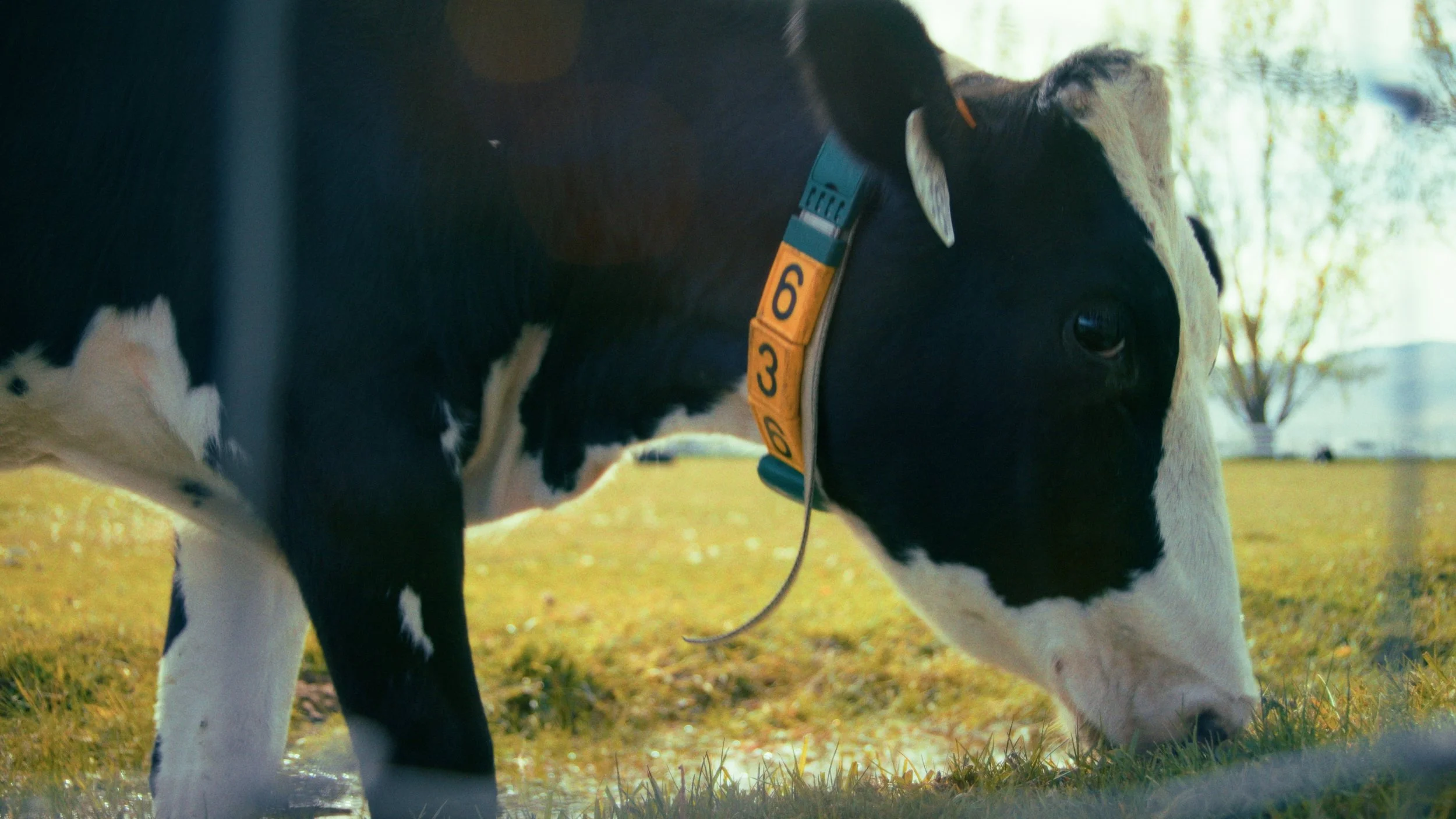 A black and white Holstein calf standing on grass in a sunlit outdoor area.