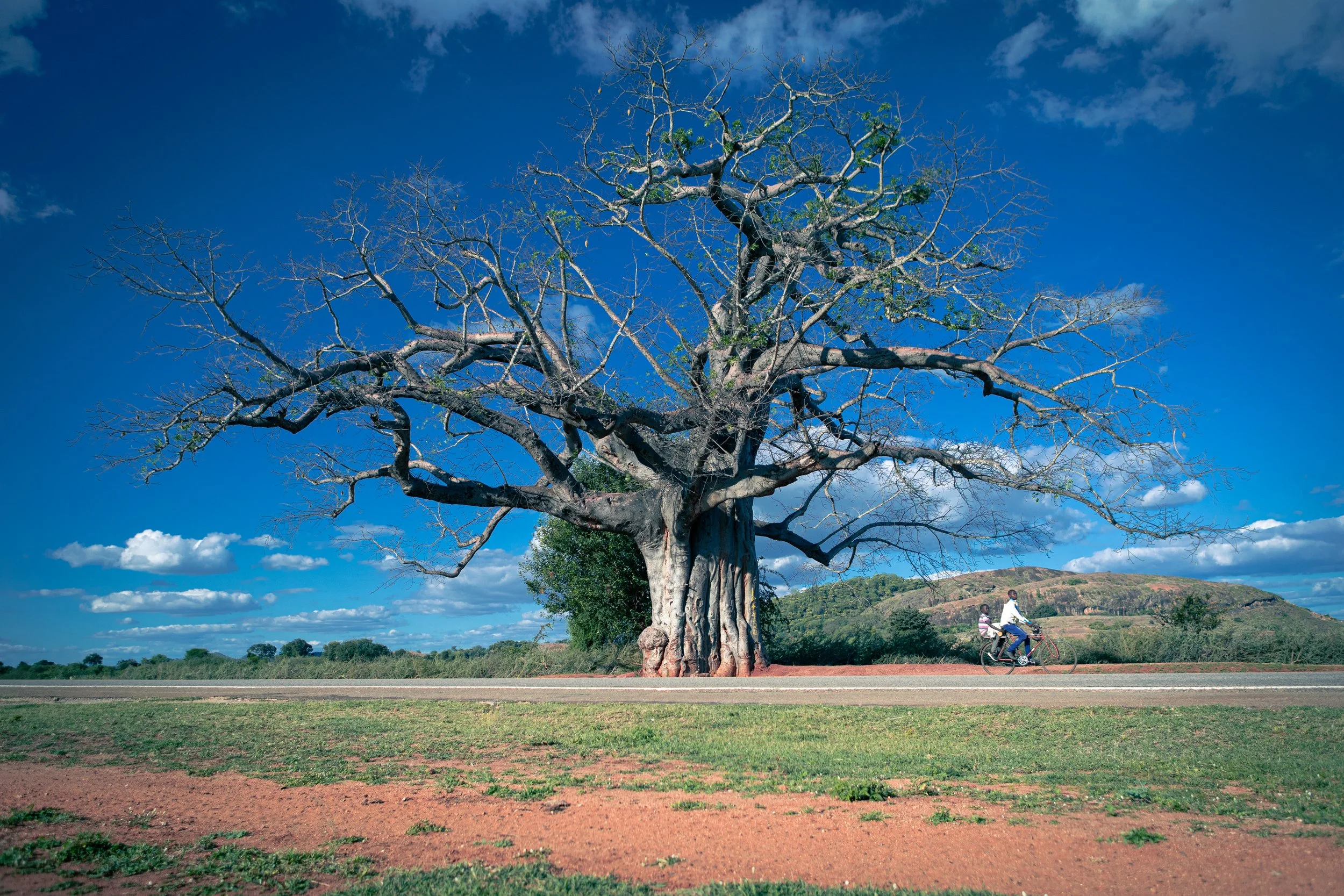 A large, leafless tree with a thick trunk stands beside a paved path in an open field under a blue sky with scattered clouds. In the background, a man and a woman are riding a bicycle along the path.