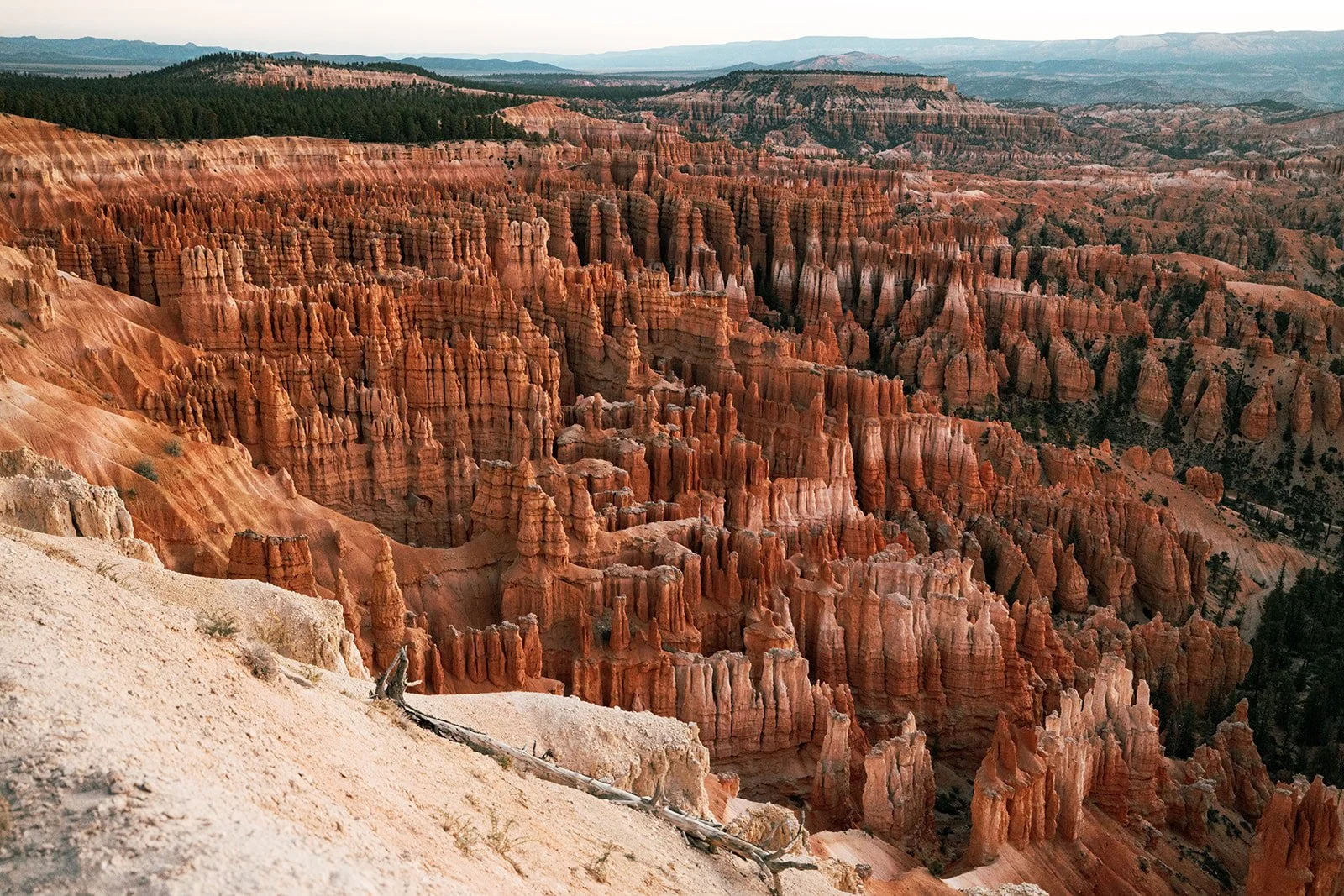 A panoramic view of Bryce Canyon National Park showing numerous orange and red hoodoos and rock formations with a distant tree-lined horizon.
