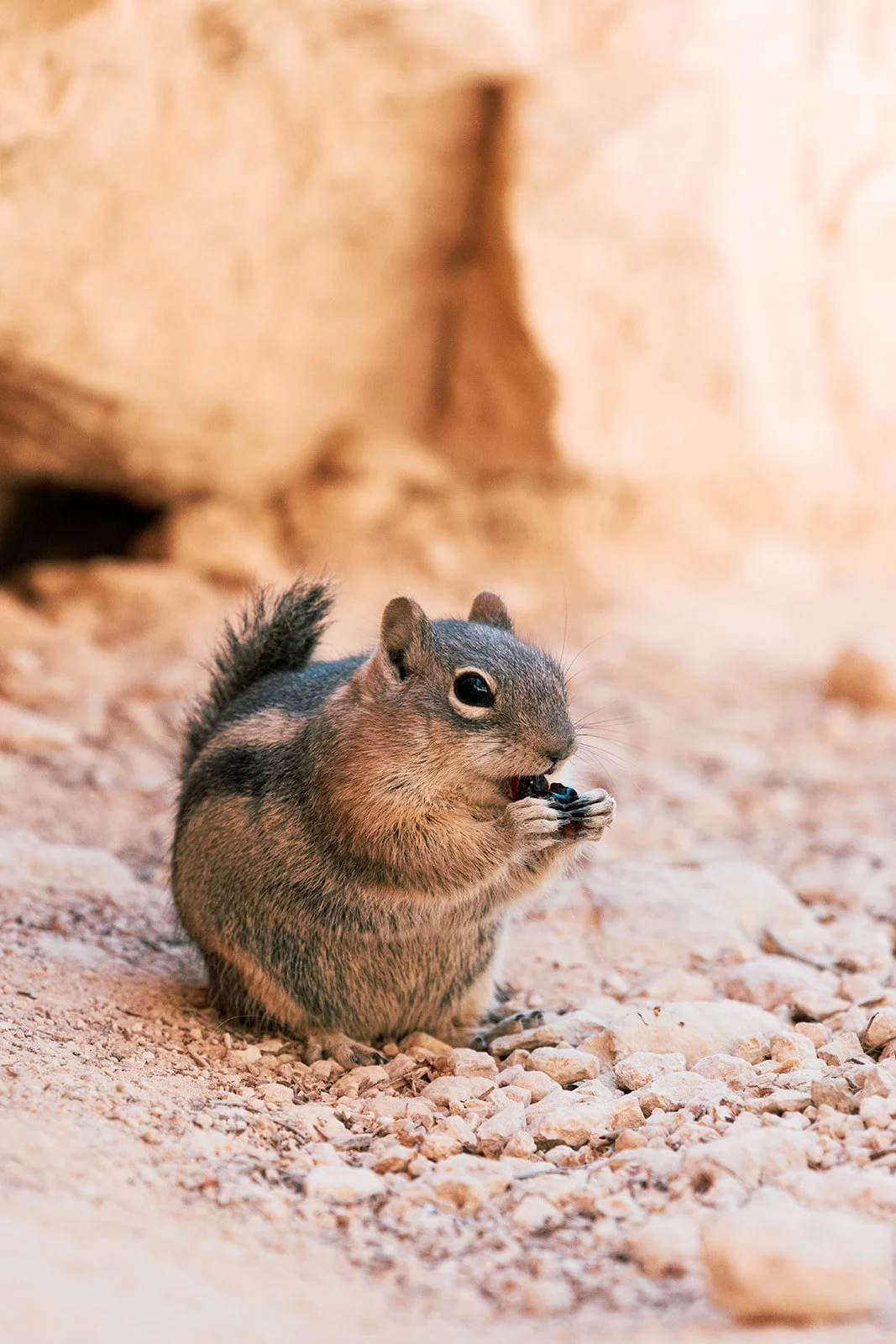 A squirrel sitting on gravel ground, holding and eating a small black object.