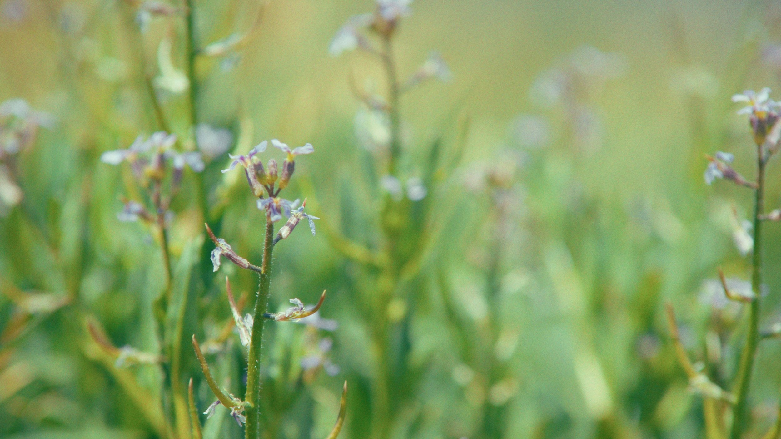 Close-up of small flowering plant with tiny purple and white flowers and green stems in a green environment.