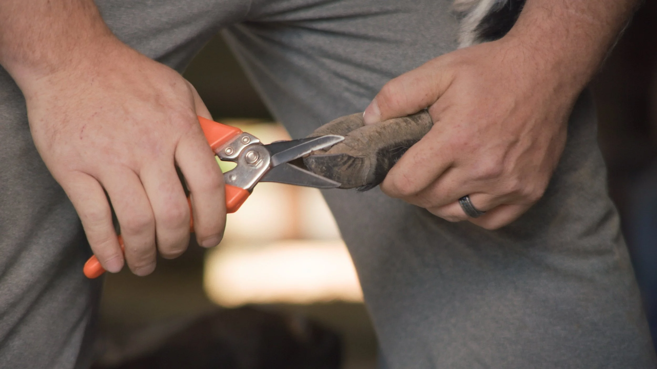 A person holding a pair of pruning shears and trimming a branch on a tree or shrub.