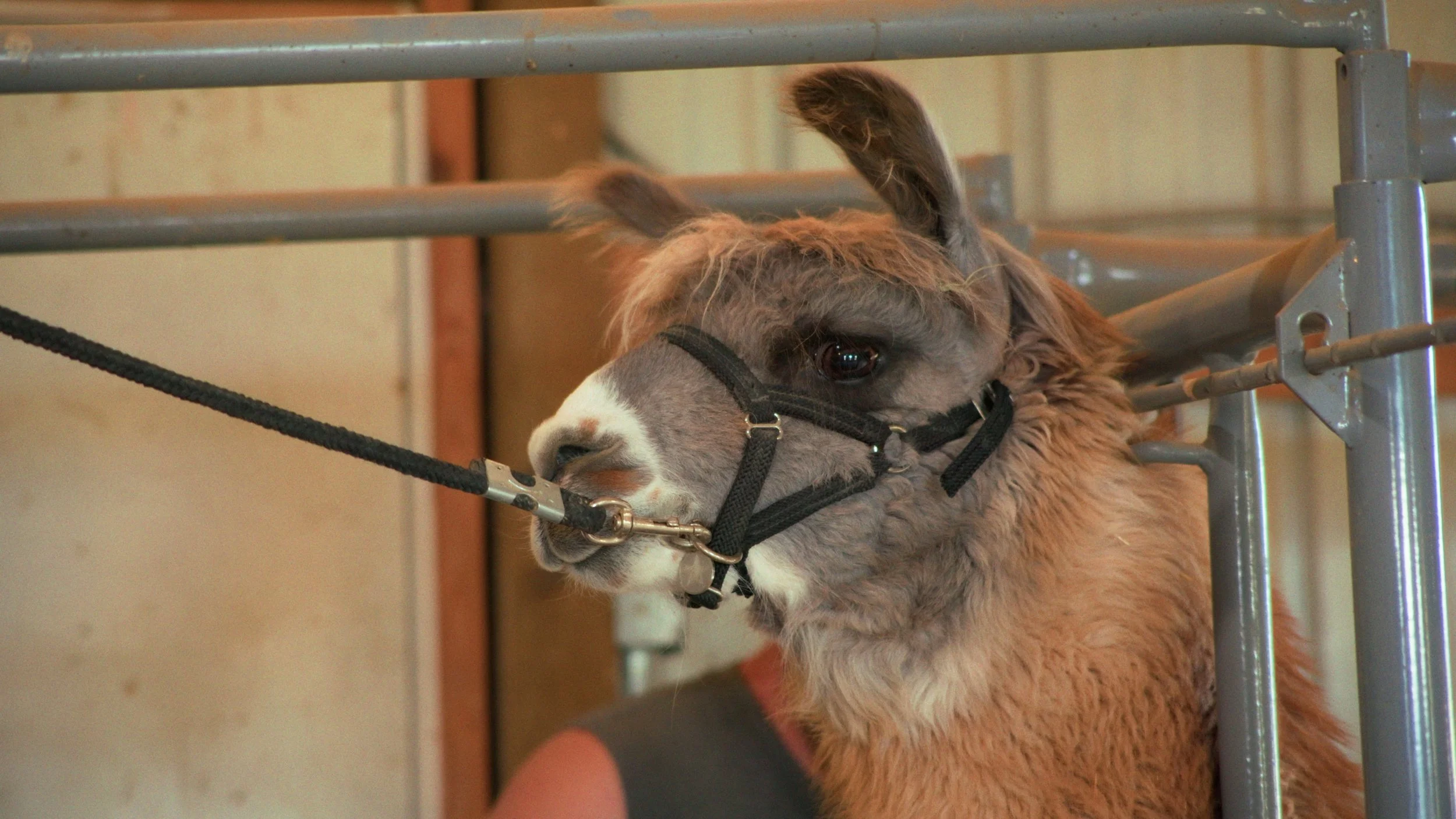 A baby llama biting a leash attached to its halter in a stable or barn setting.