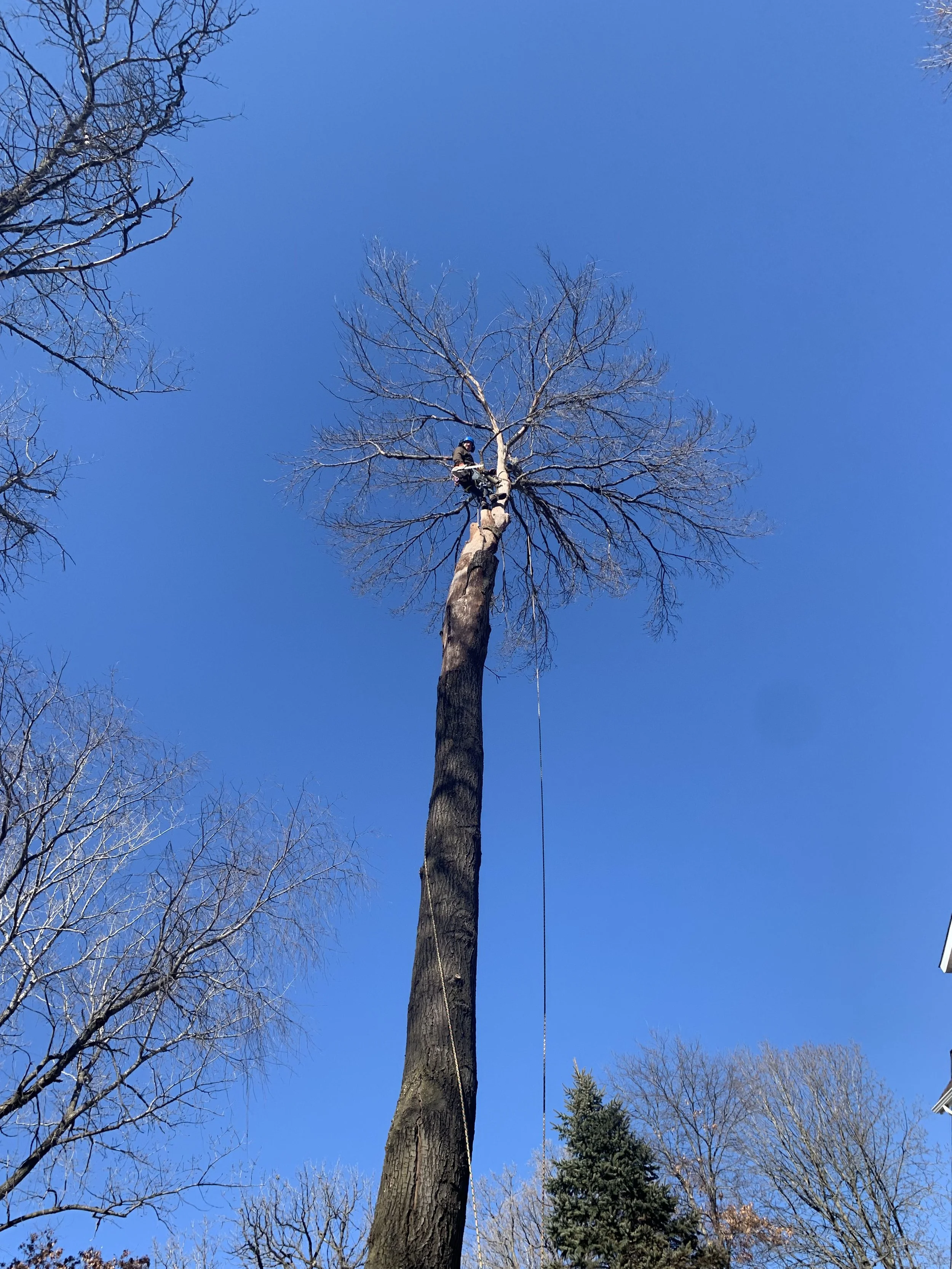 Andrew is climbing a tall tree in the sky with a chainsaw
