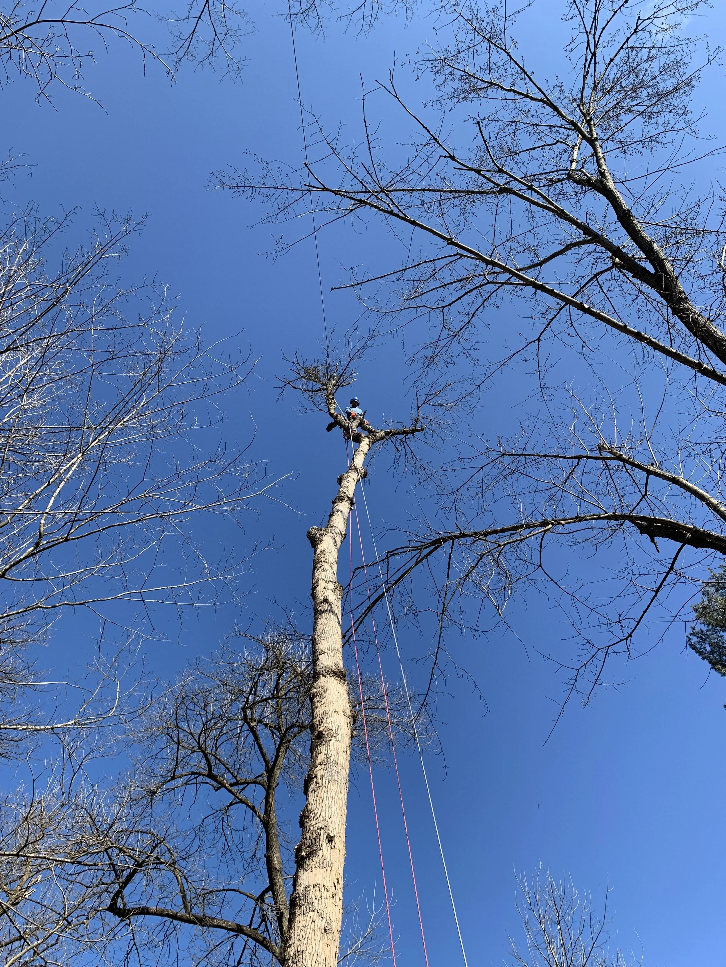 an arborist climbs a tree to cut it down with a chainsaw, against a blue sky