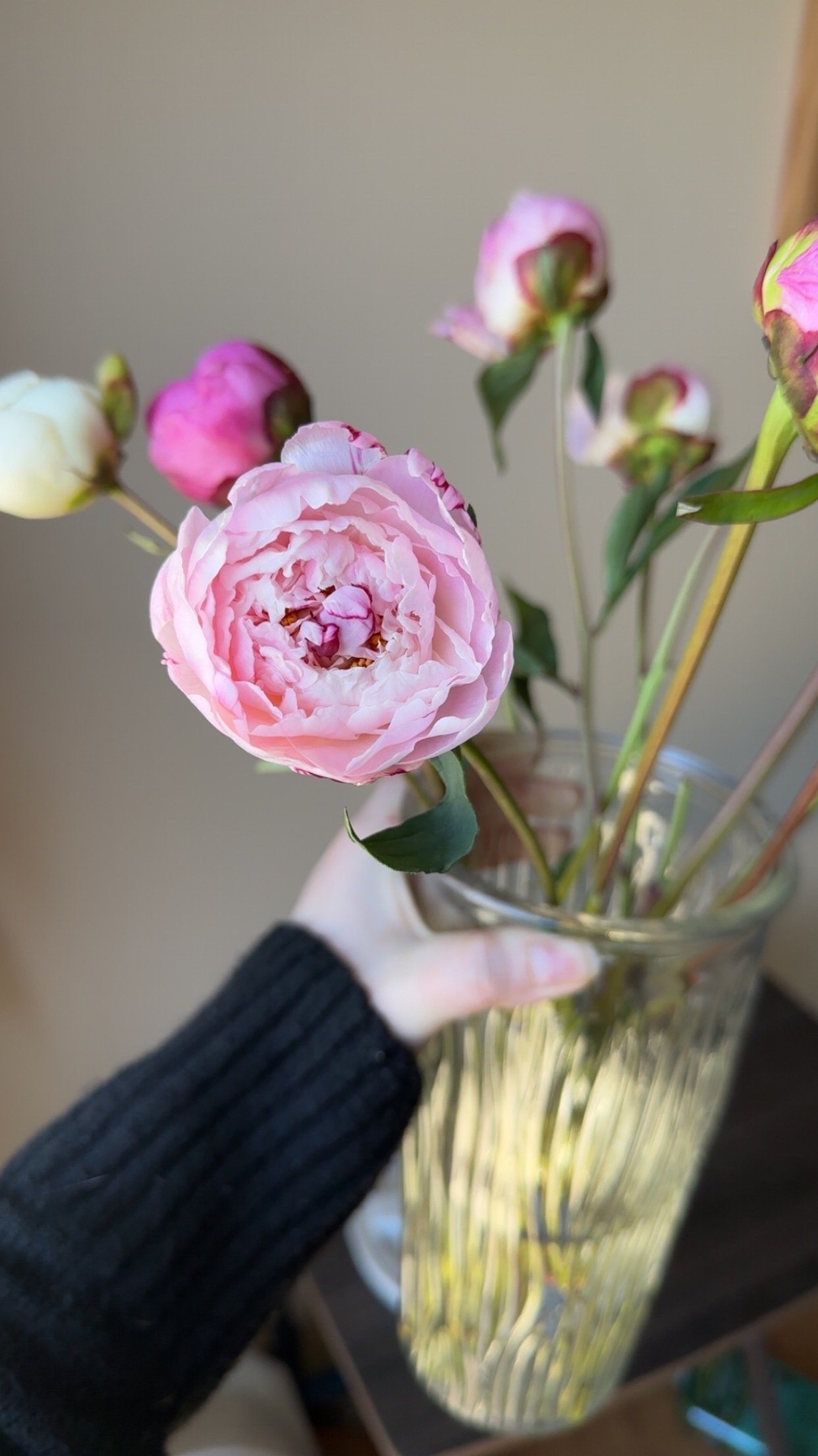 A person holding a glass vase with pink and white peony flowers.