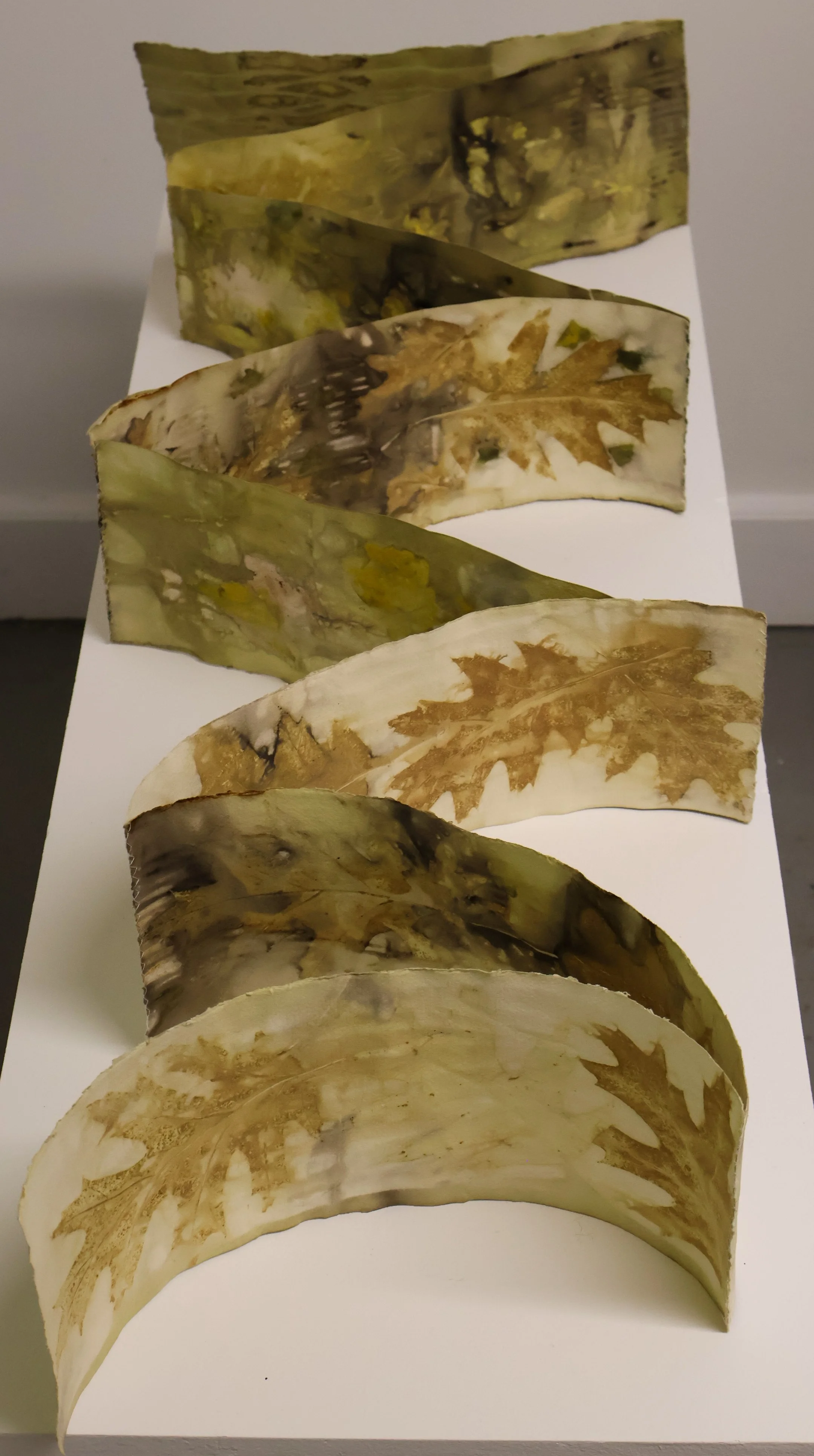 Winter River Walk, 2026
Artist book, plant-based transfer prints with leaves and foraged plant matter on paper.
48 x 16 inches (extended)