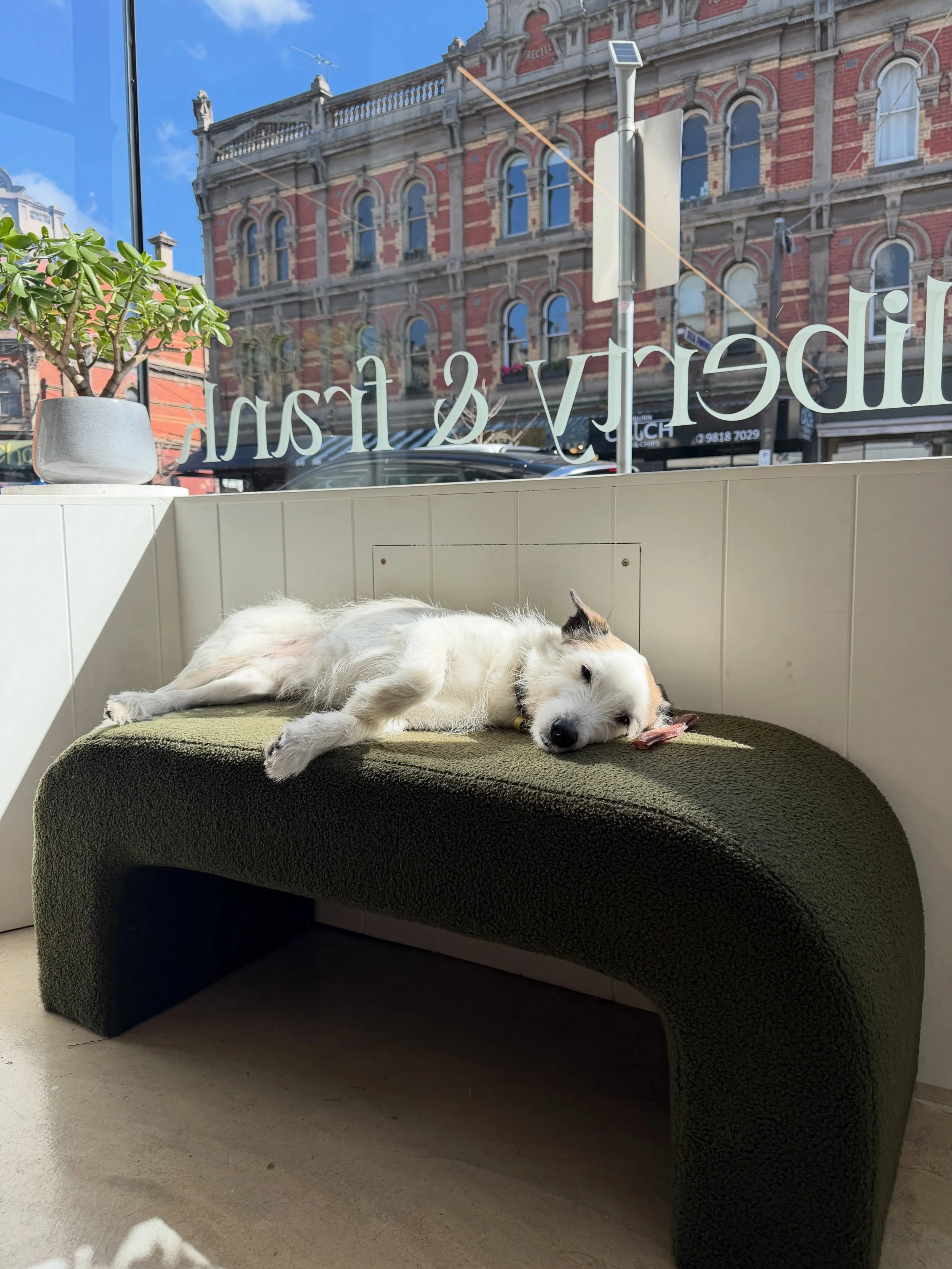 Interrupting our normal hair feed for Wilson.

The sun ☀️ looks glorious in our salon and Wilson absolutely agrees 🐾