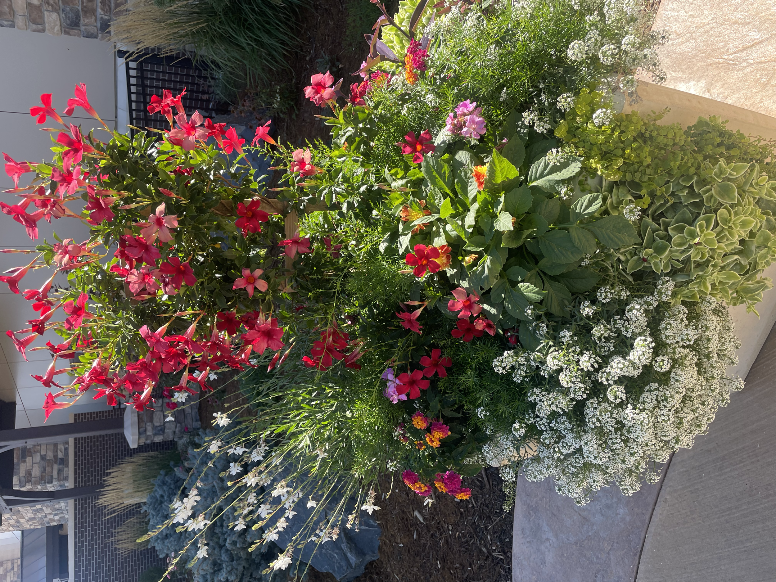 Summer tropical planter in Denver Colorado