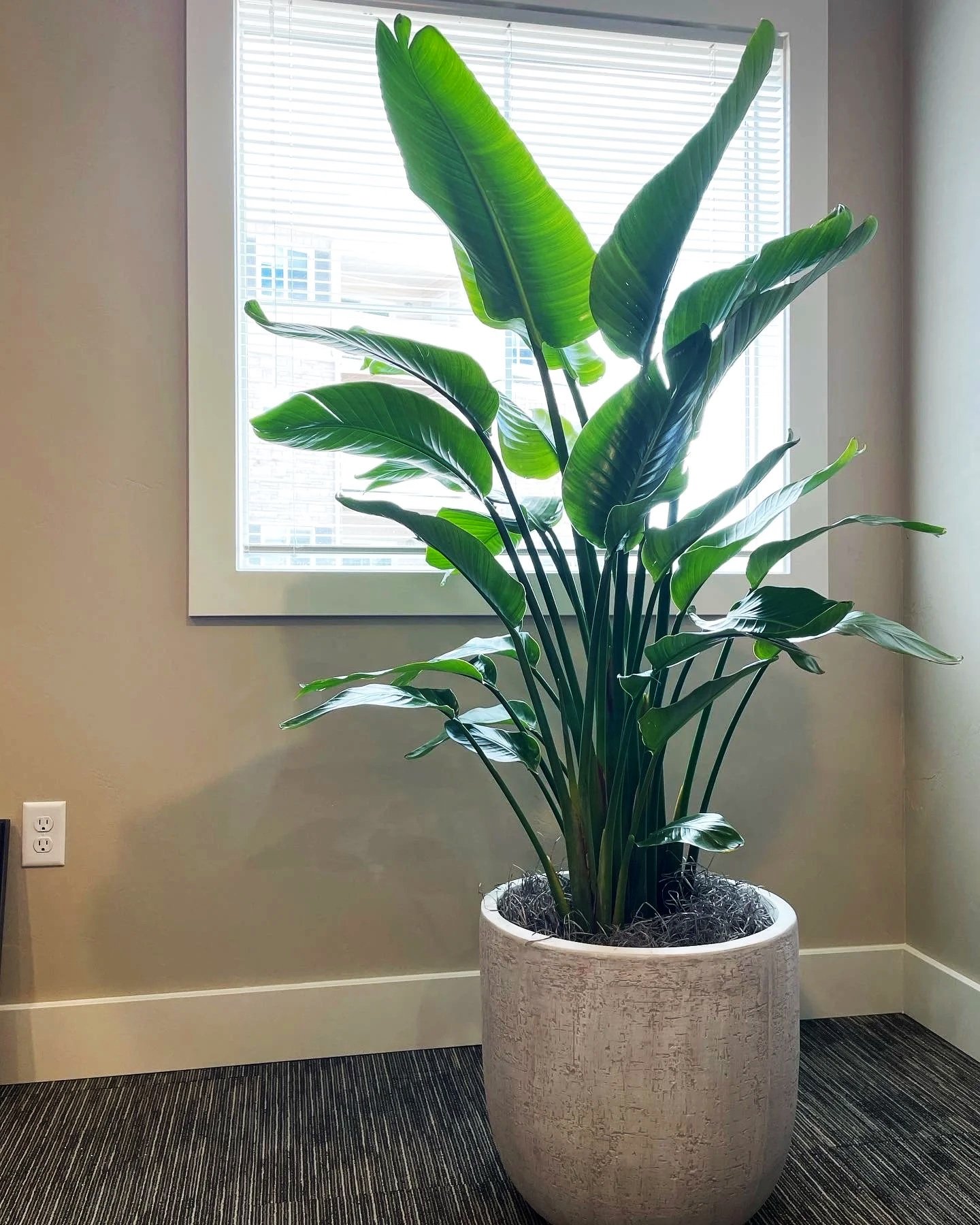 Bird of Paradise in Office in Loveland CO