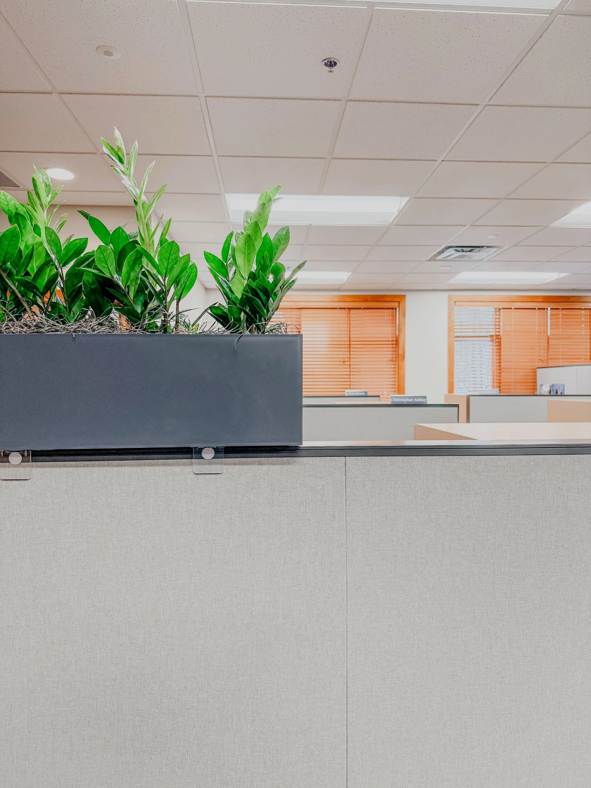 Cubicle Plants in Office in Fort Collins