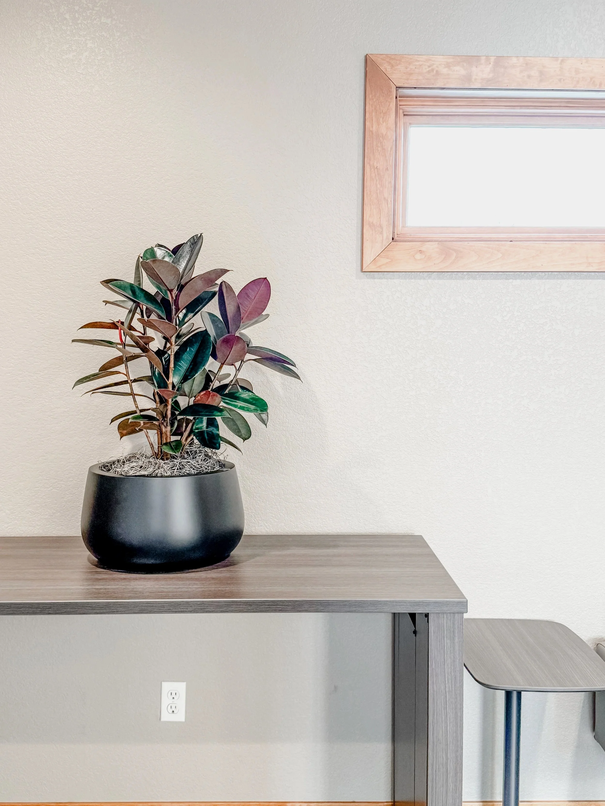 A potted plant with dark green and purple leaves on a wooden table against a beige wall with a electrical outlet and a window with wooden trim in Fort Collins Colorado office.