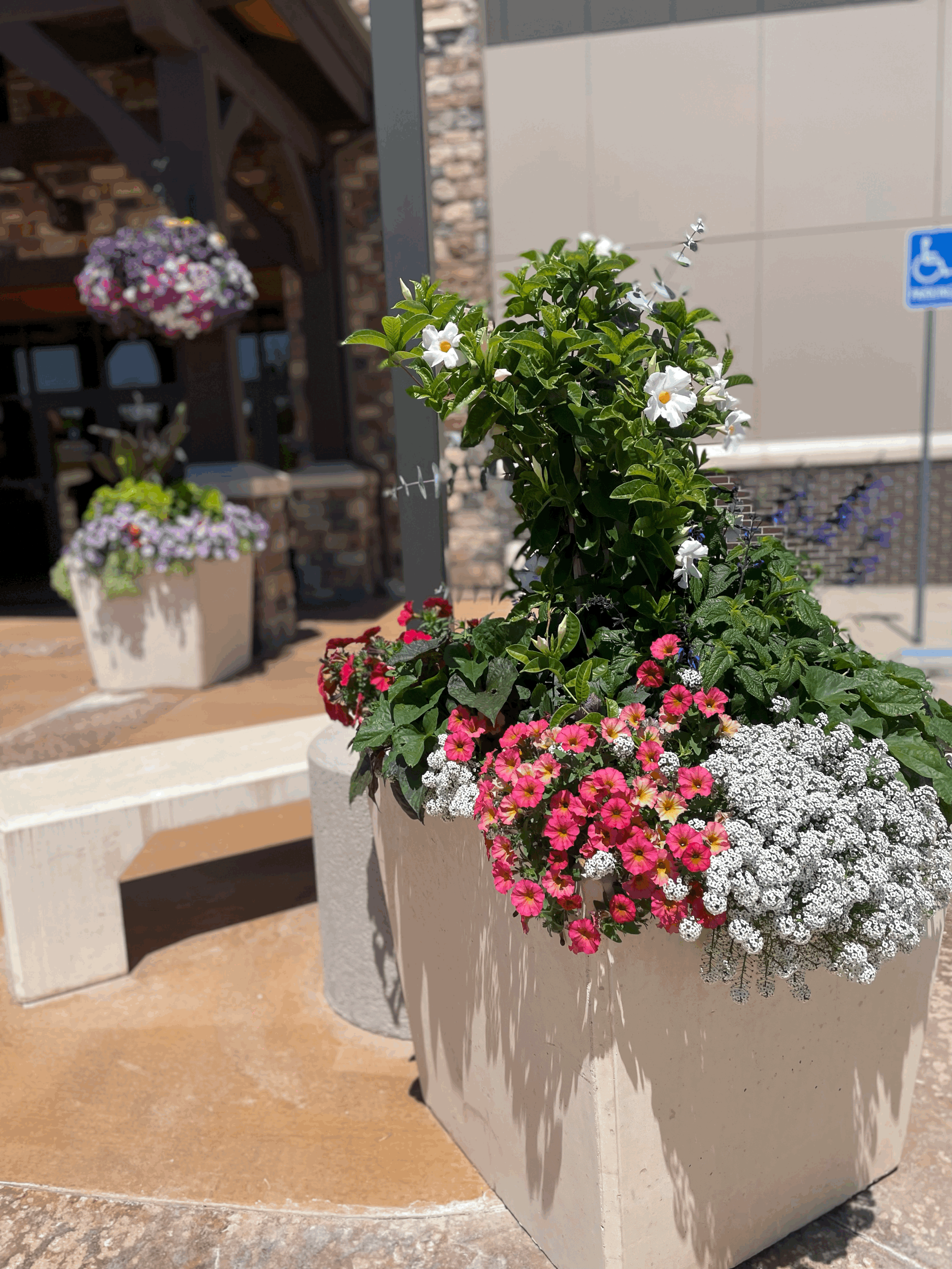 Best Plants for Outdoor Containers in Colorado