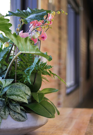 Living Arrangement of houseplants and pink orchids on a windowsill with a brick wall background in Denver Colorado
