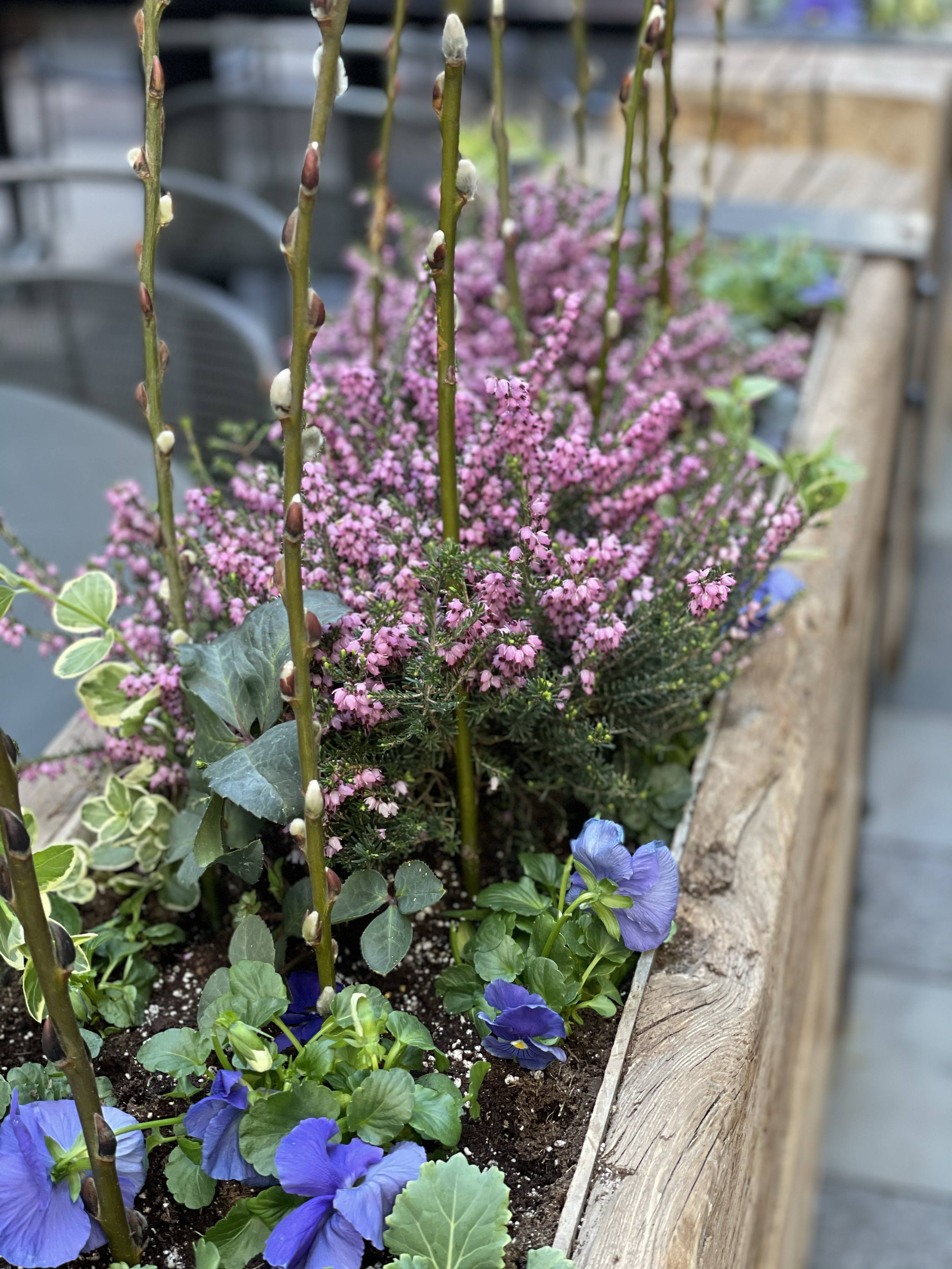 Spring planter in Denver Colorado