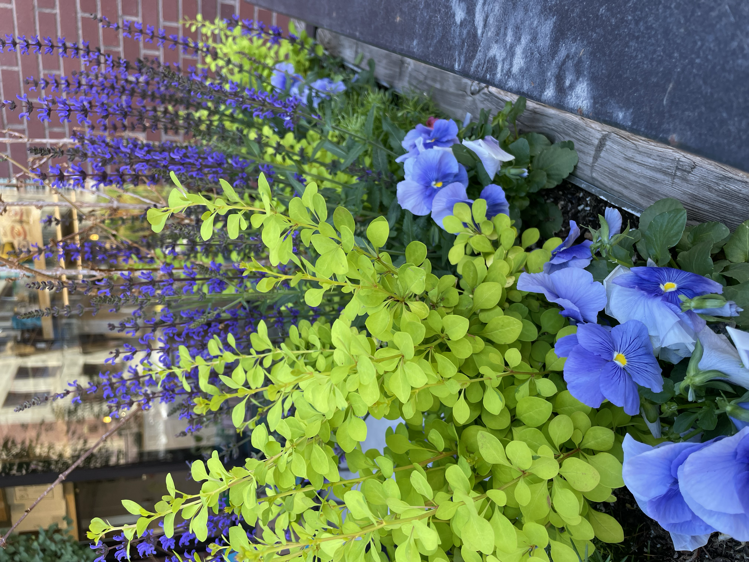 Spring planter on coffee shop patio in Northern Colorado